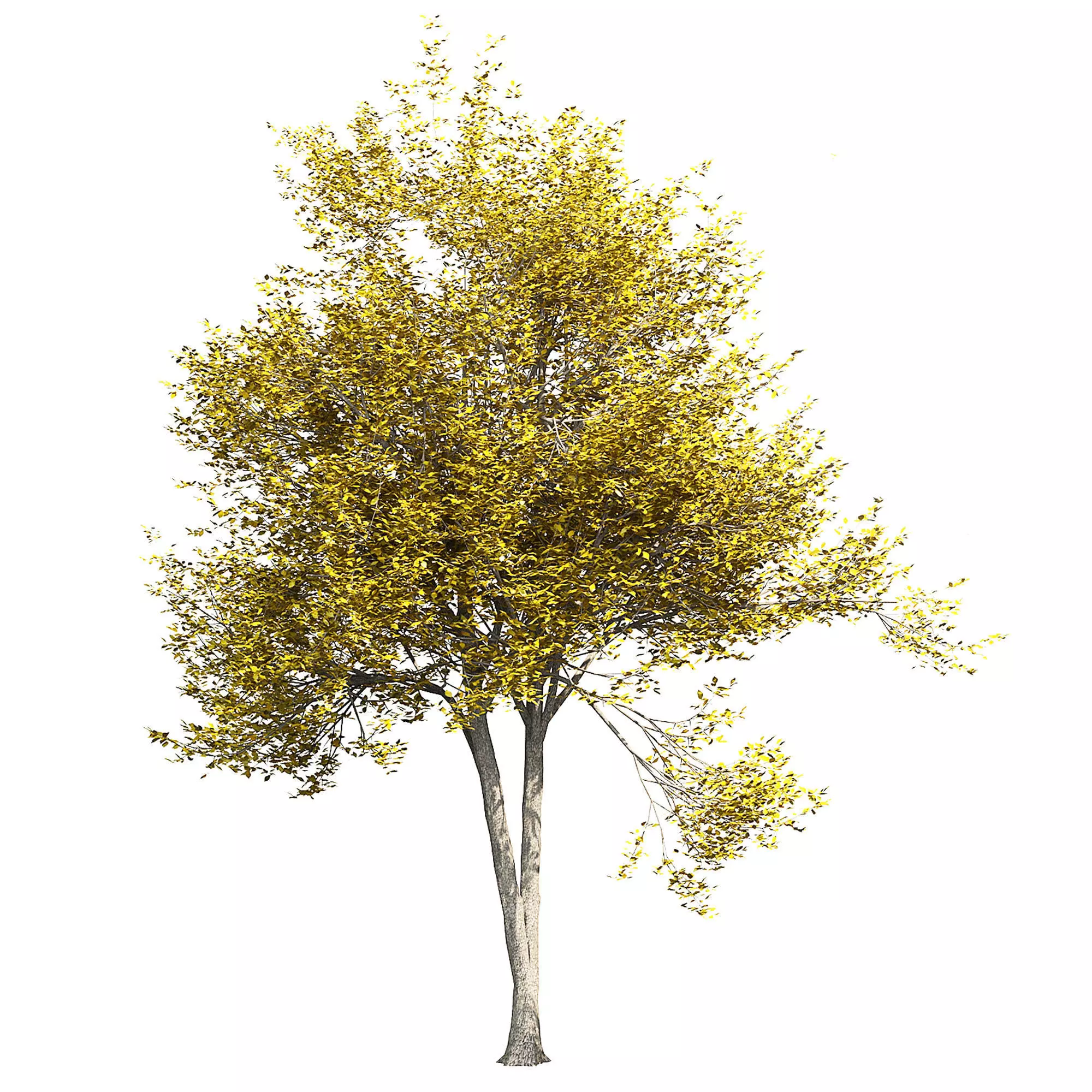 Ash-tree 2 tree 3D model_0