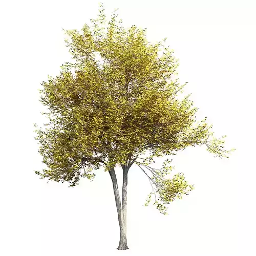 Ash-tree 2 tree 3D model