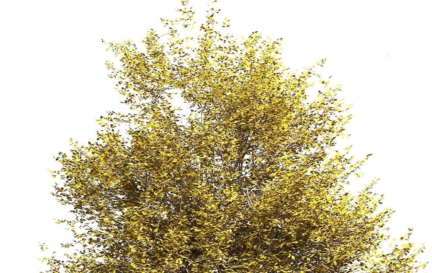 Ash-tree 2 tree 3D model_2