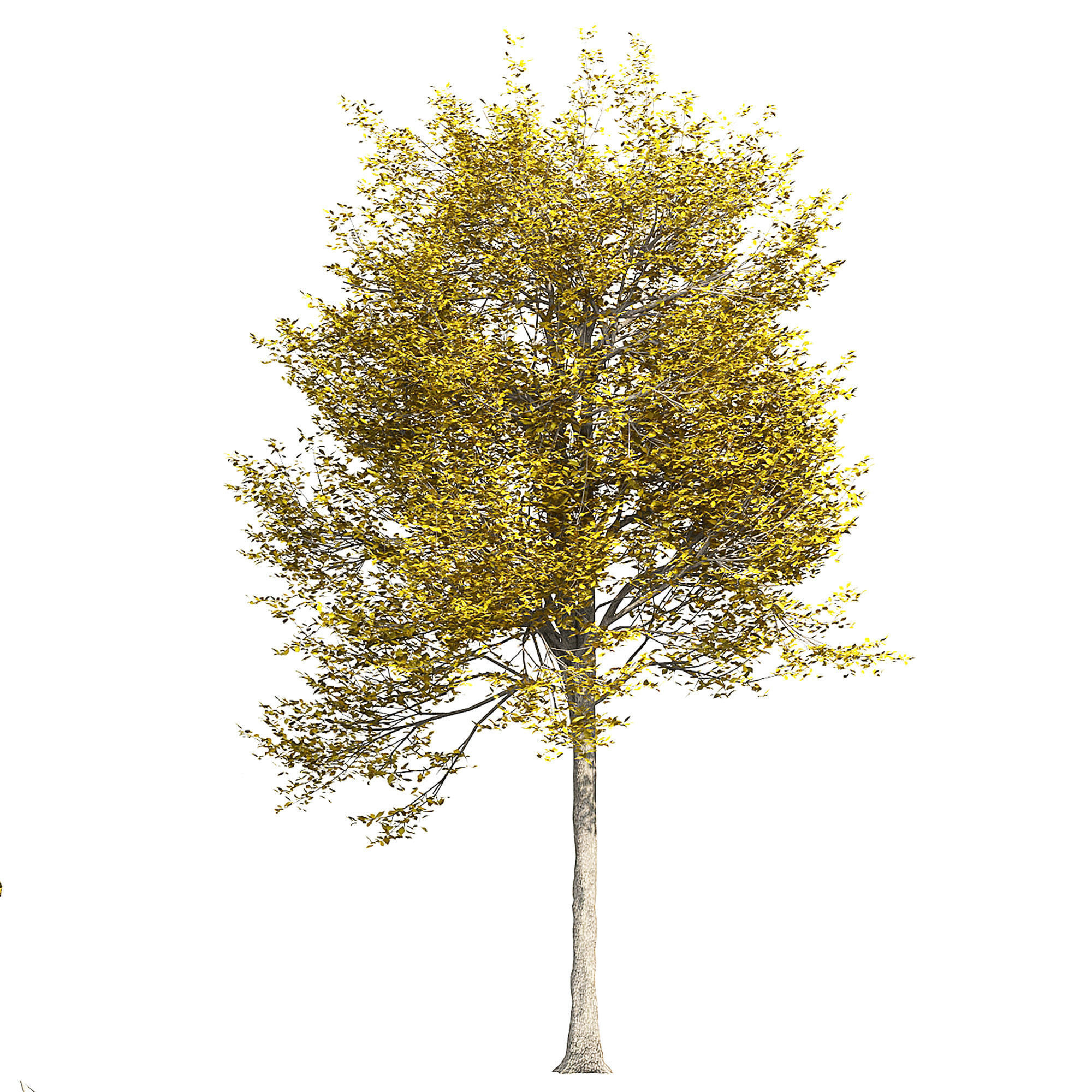 Ash-tree 5