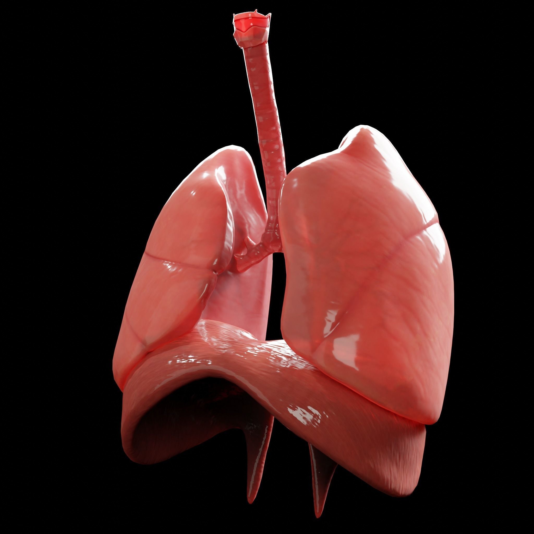 Human Lungs Low-poly 3D model_1