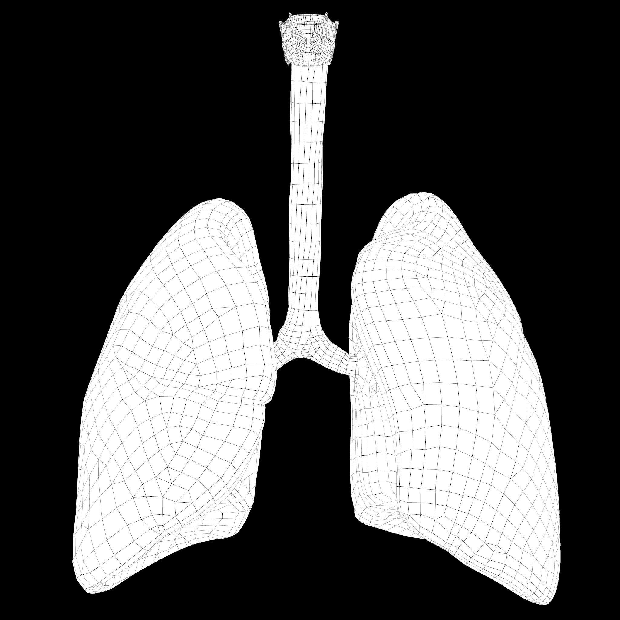 Human Lungs Low-poly 3D model_22