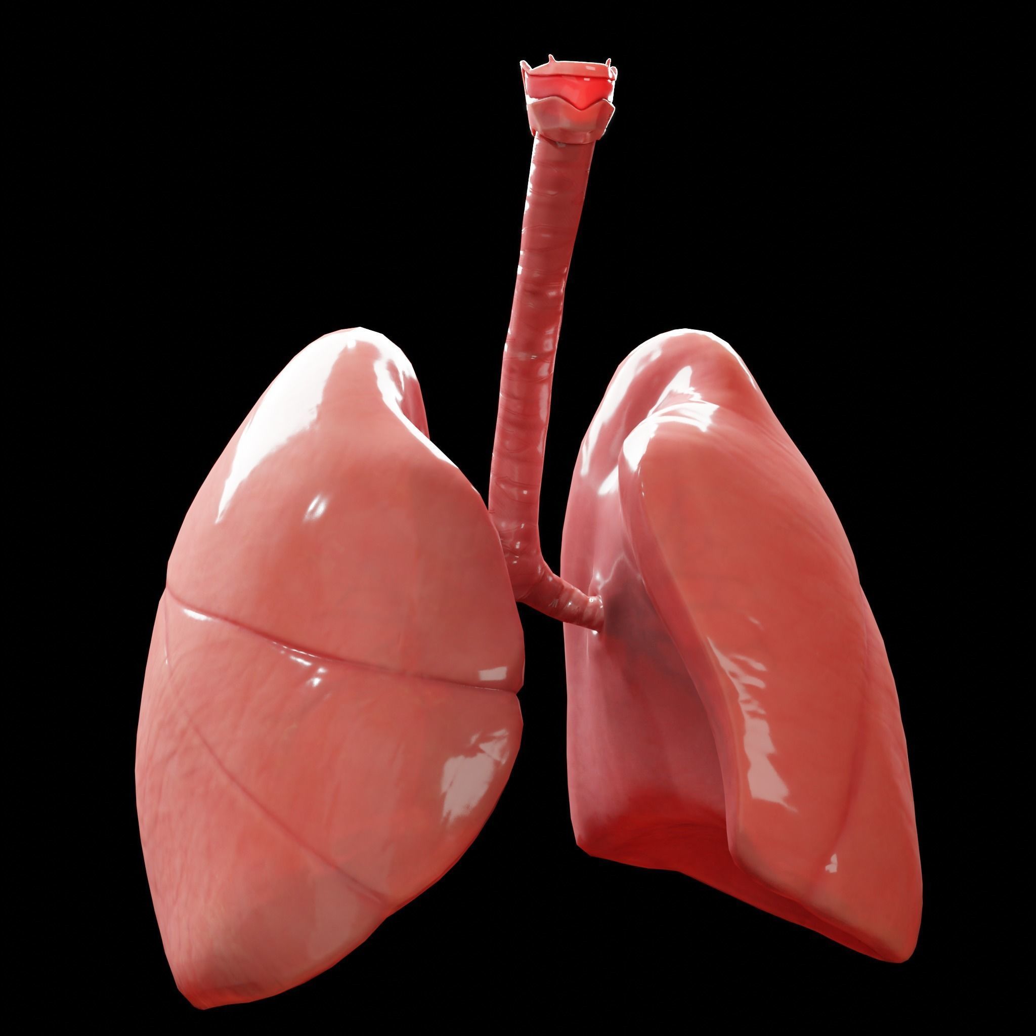 Human Lungs Low-poly 3D model_18