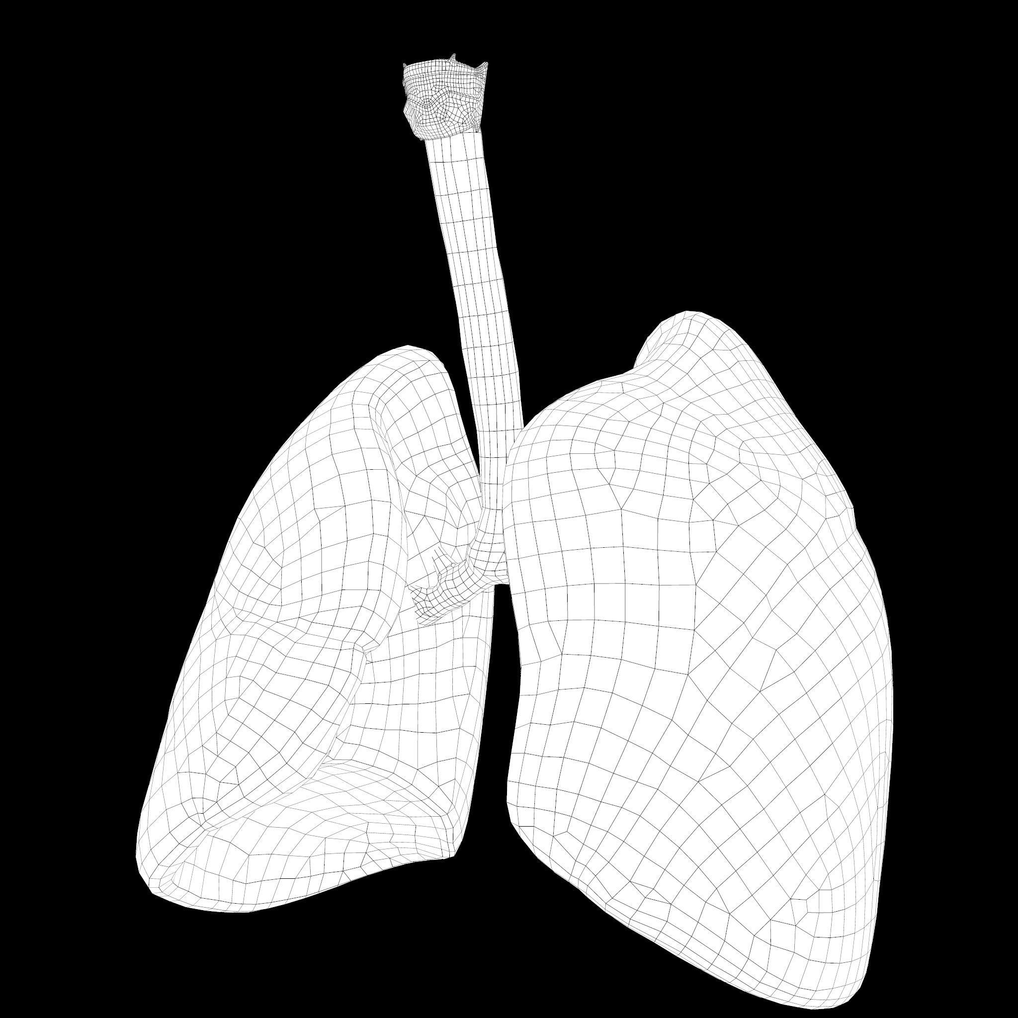 Human Lungs Low-poly 3D model_23