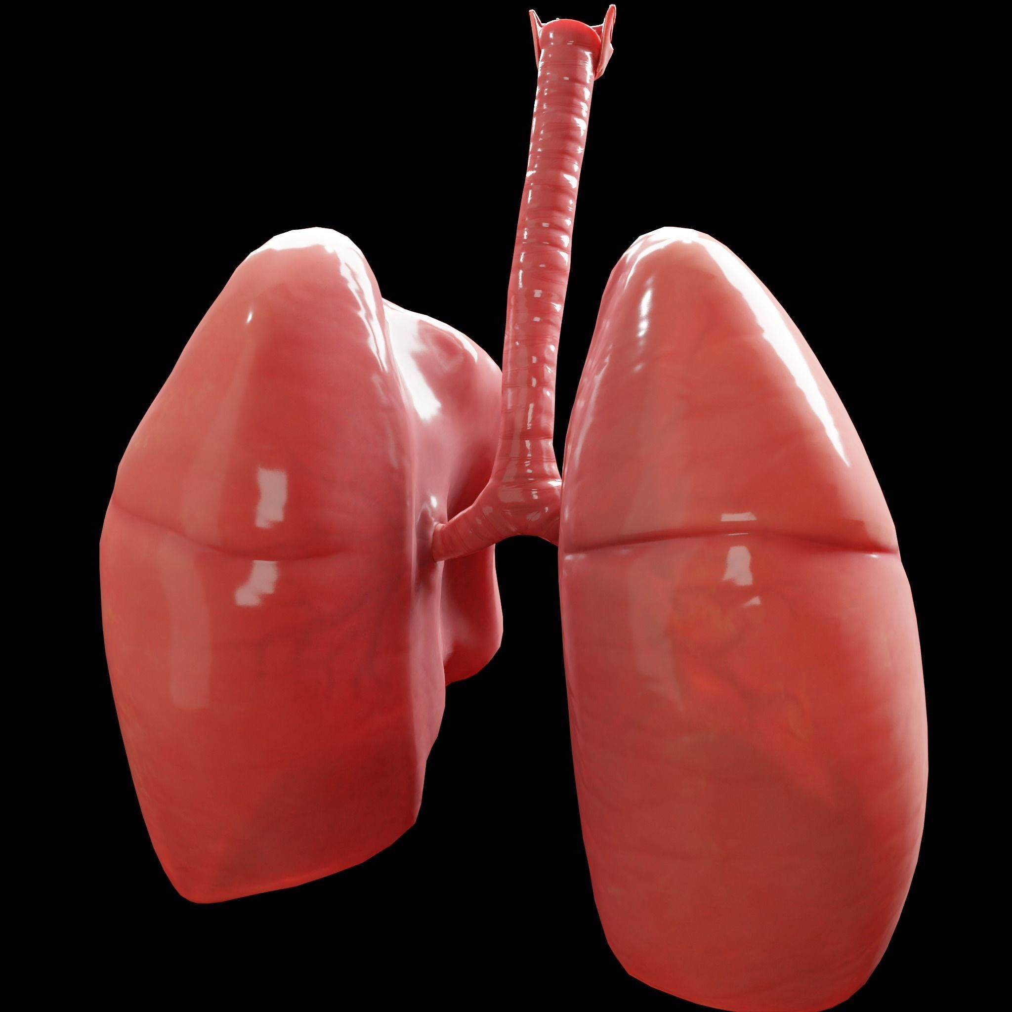 Human Lungs Low-poly 3D model_17