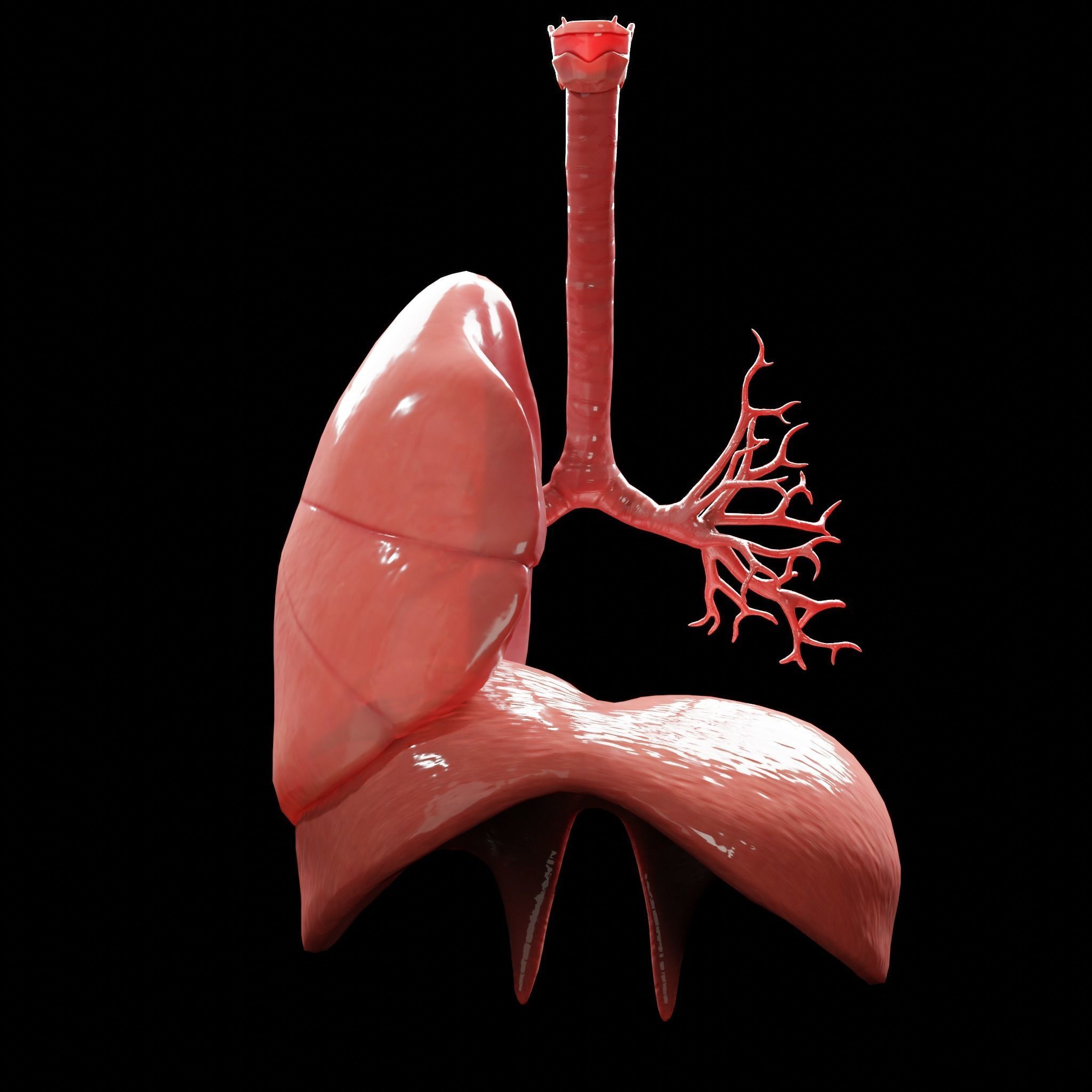 Human Lungs Low-poly 3D model_8