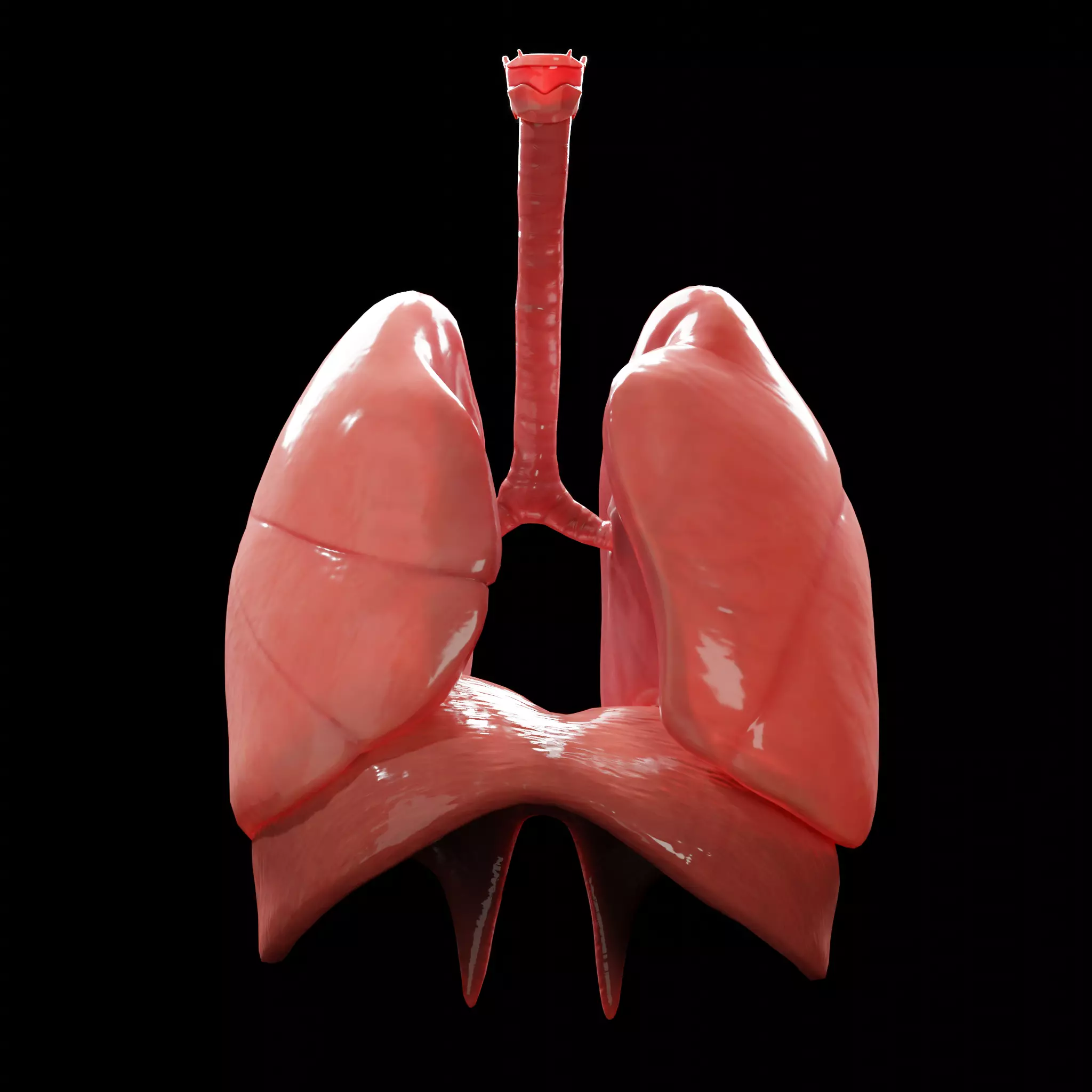 Human Lungs Low-poly 3D model_0