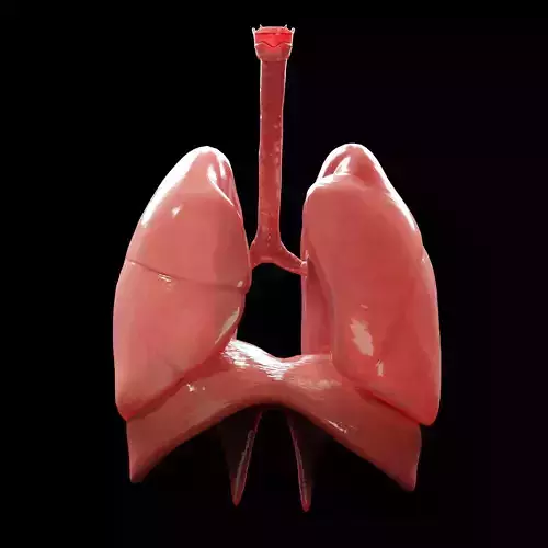 Human Lungs Low-poly 3D model