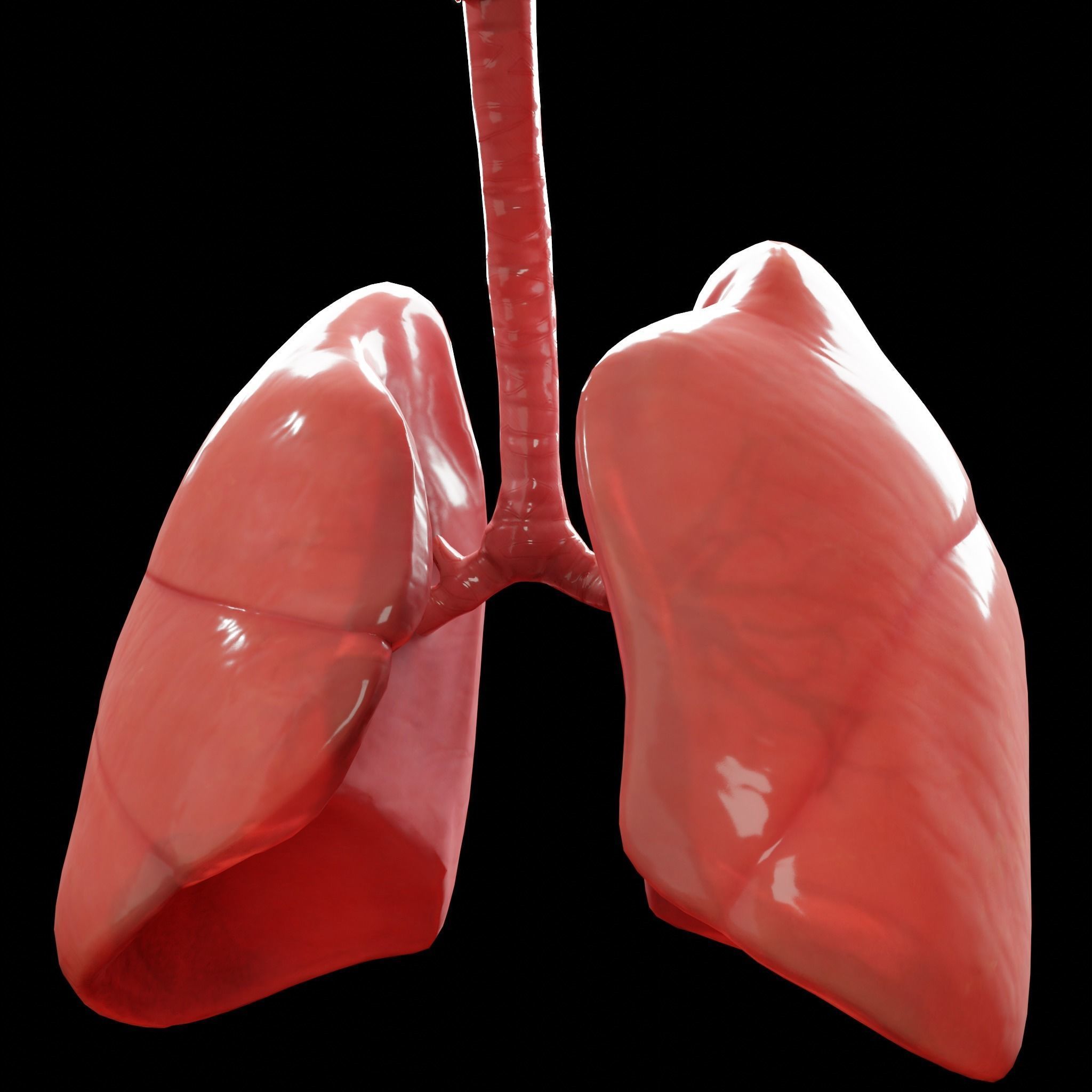 Human Lungs Low-poly 3D model_13