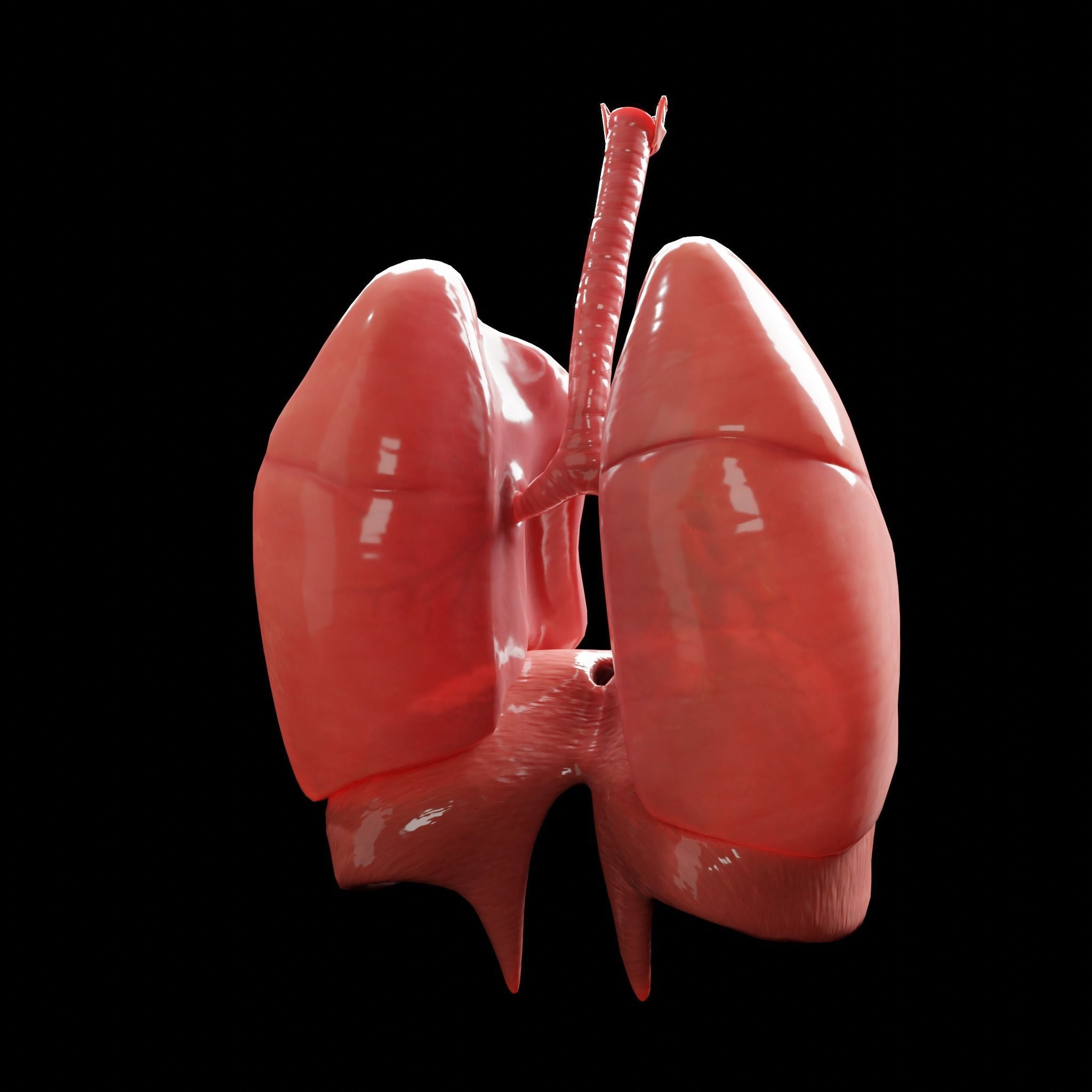 Human Lungs Low-poly 3D model_7