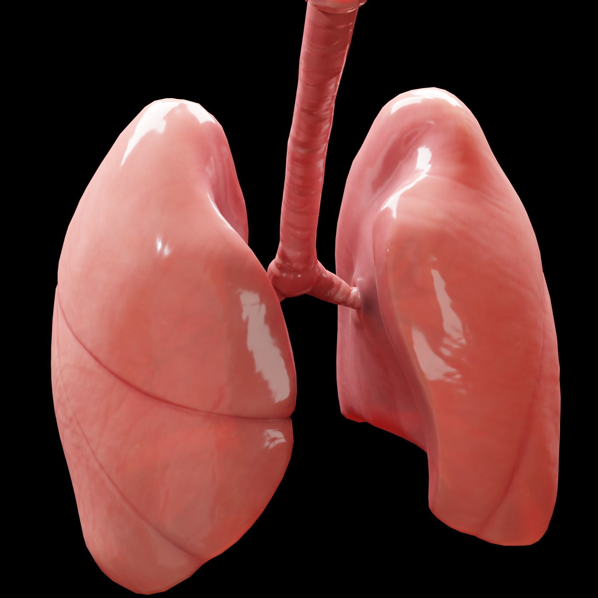 Human Lungs Low-poly 3D model_15