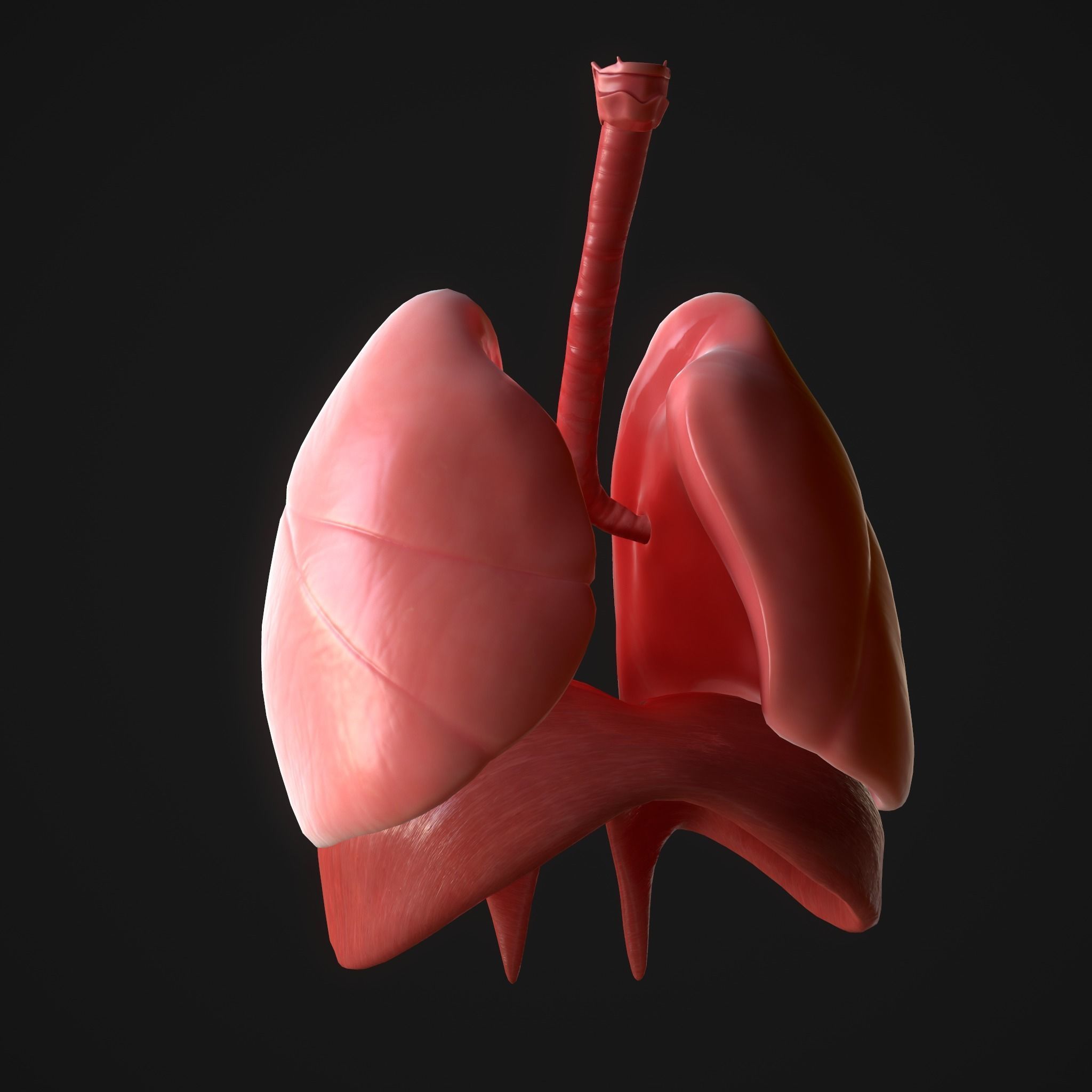 Human Lungs Low-poly 3D model_6