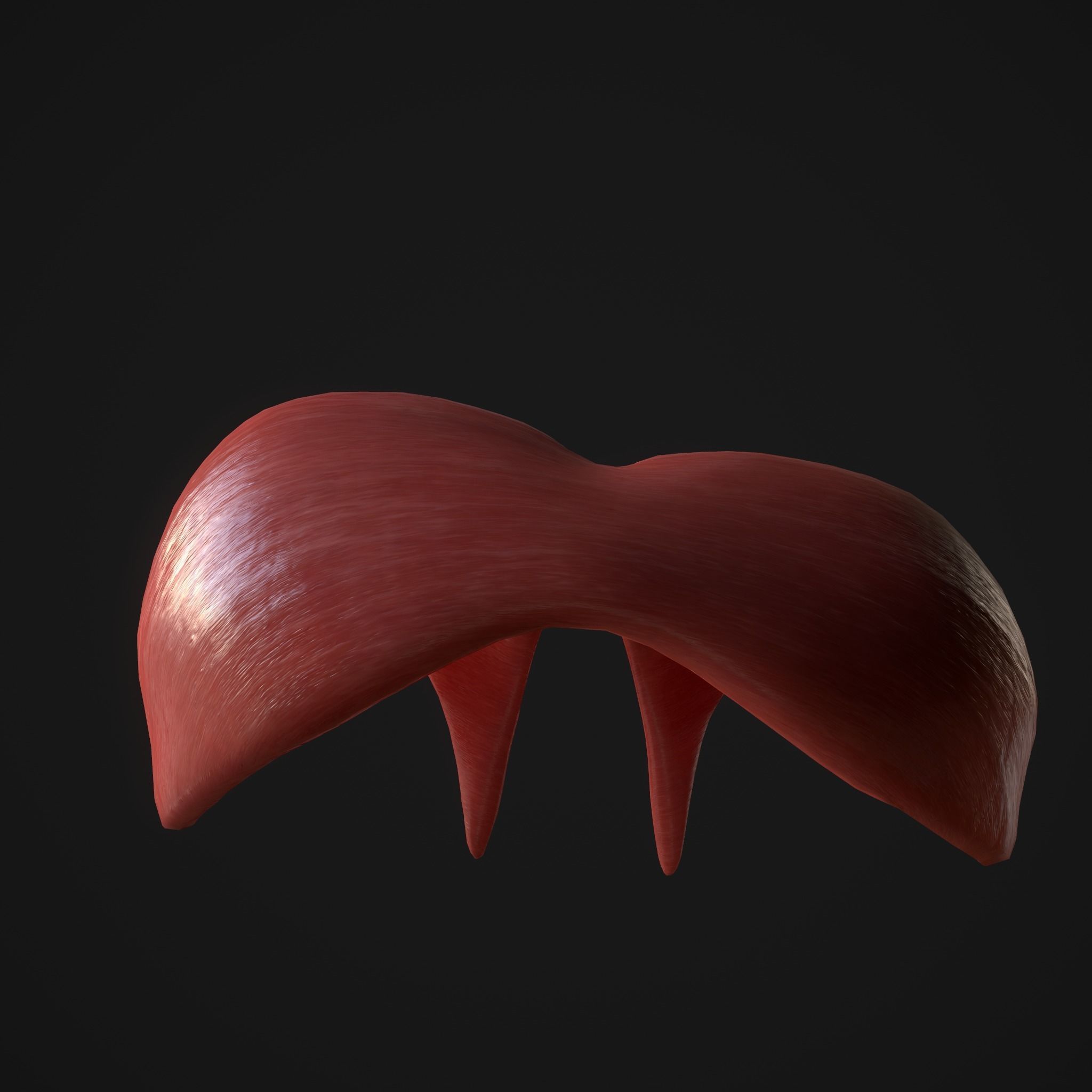 Human Lungs Low-poly 3D model_11