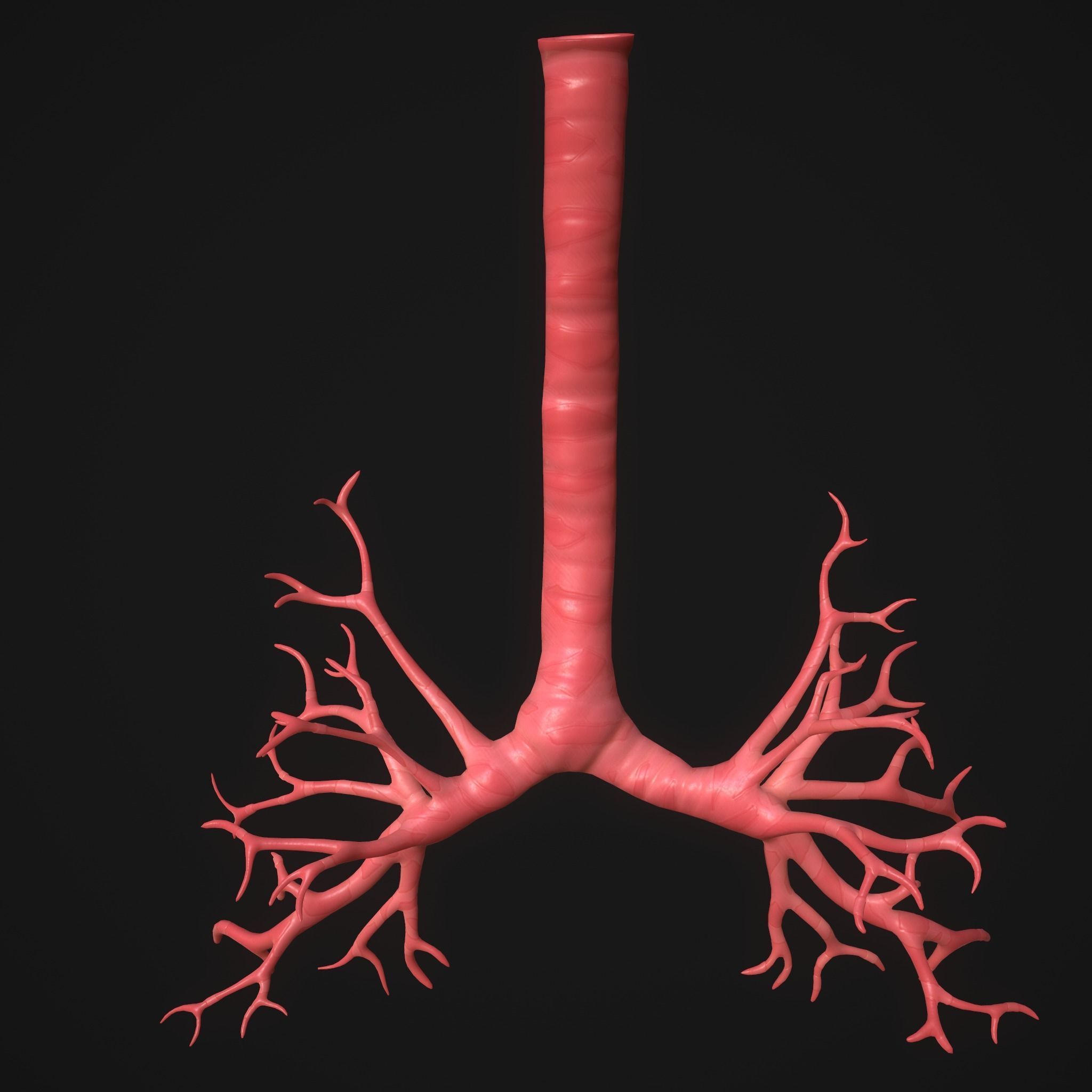 Human Lungs Low-poly 3D model_7