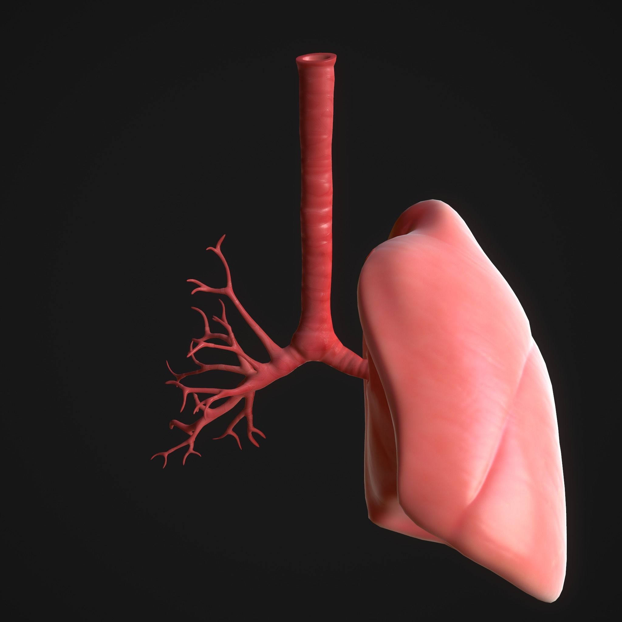 Human Lungs Low-poly 3D model_9