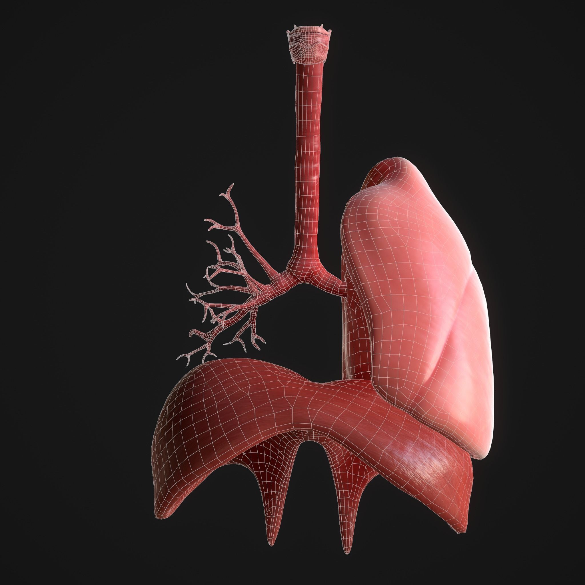 Human Lungs Low-poly 3D model_13