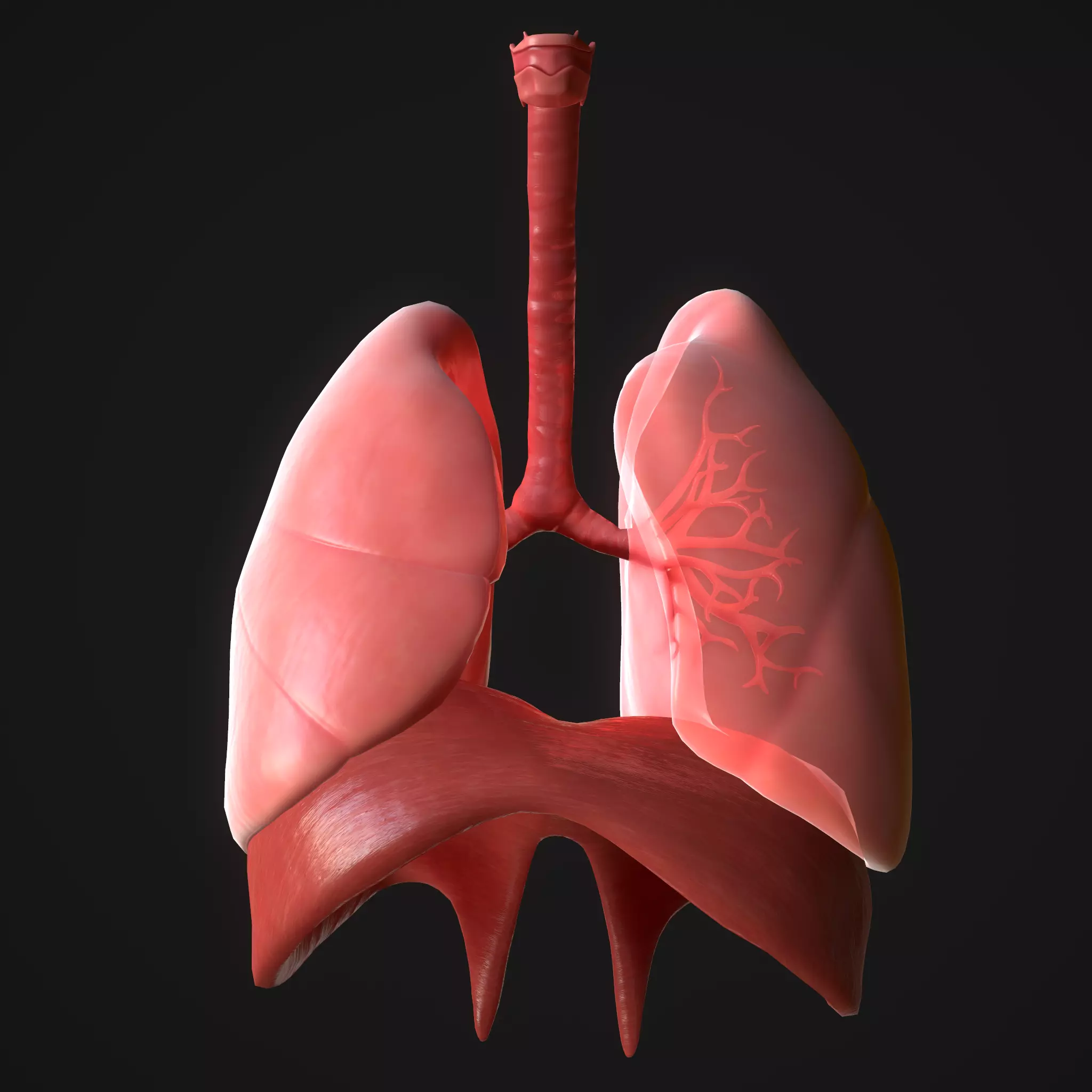 Human Lungs Low-poly 3D model_0