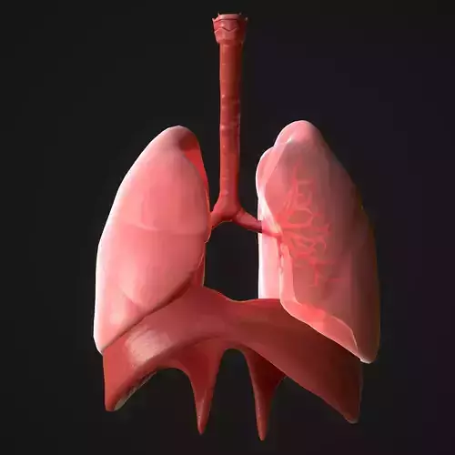 Human Lungs Low-poly 3D model
