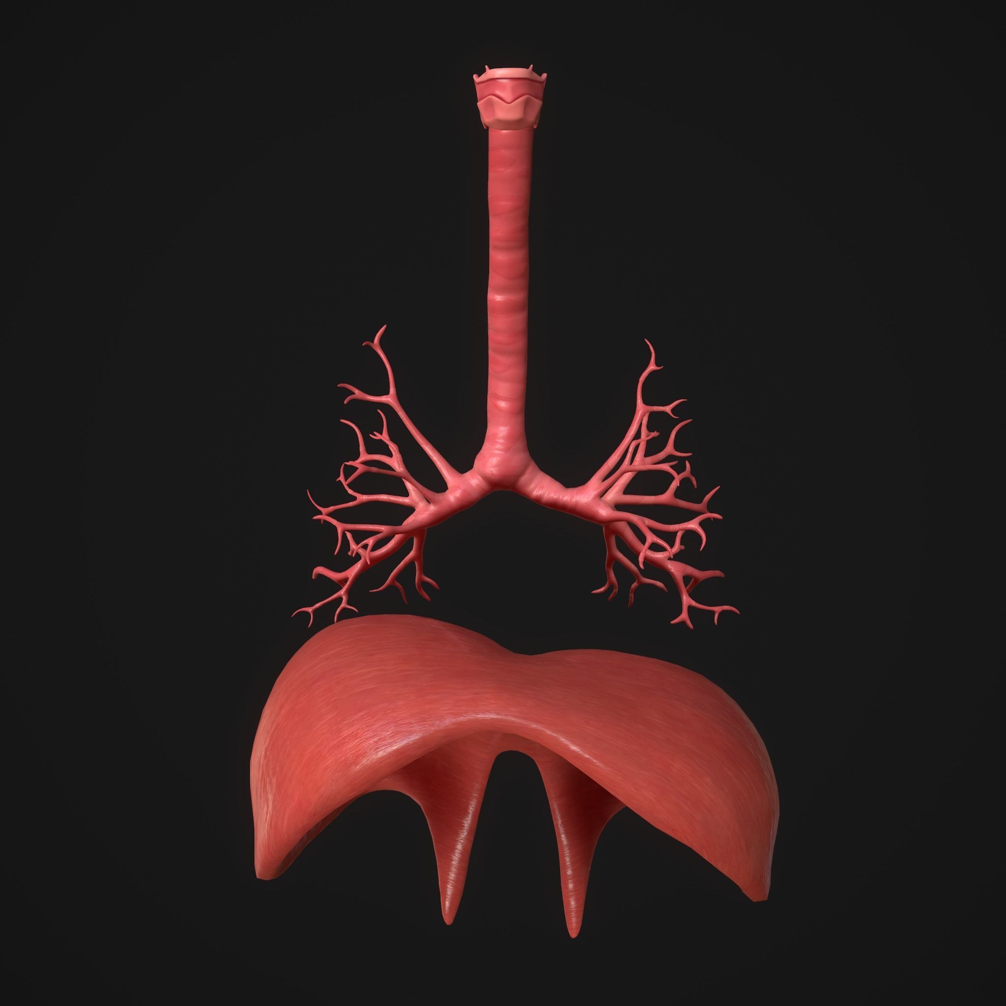 Human Lungs Low-poly 3D model_8