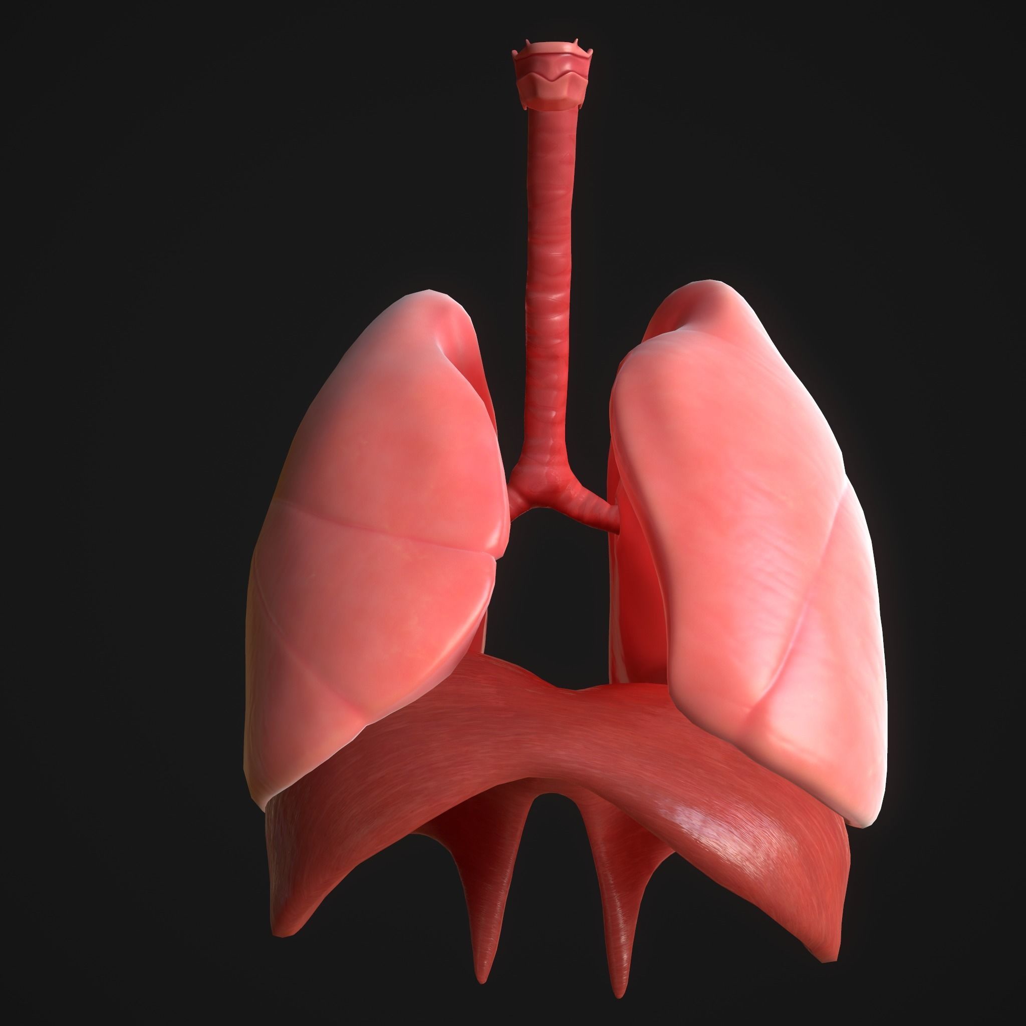 Human Lungs Low-poly 3D model_1