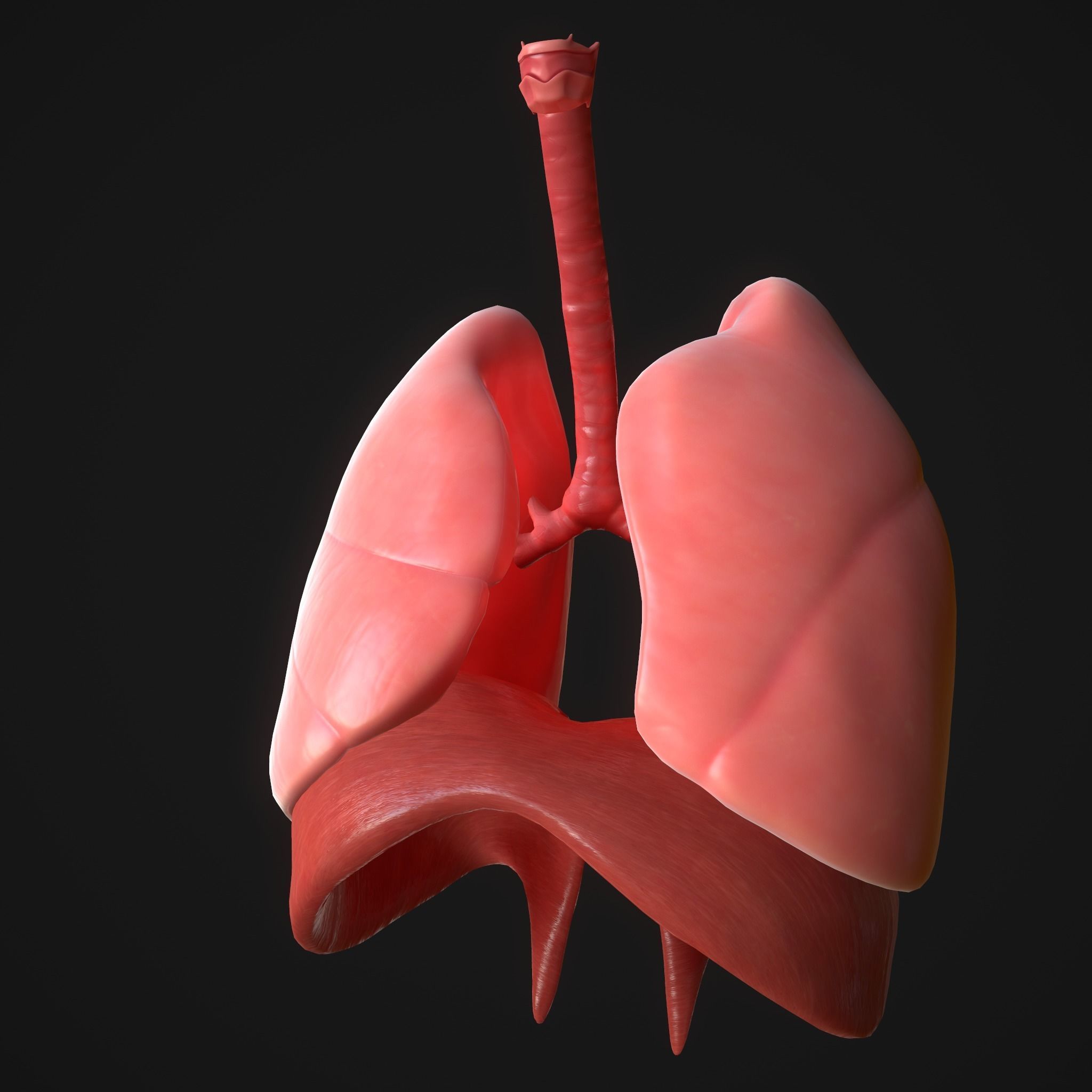 Human Lungs Low-poly 3D model_5