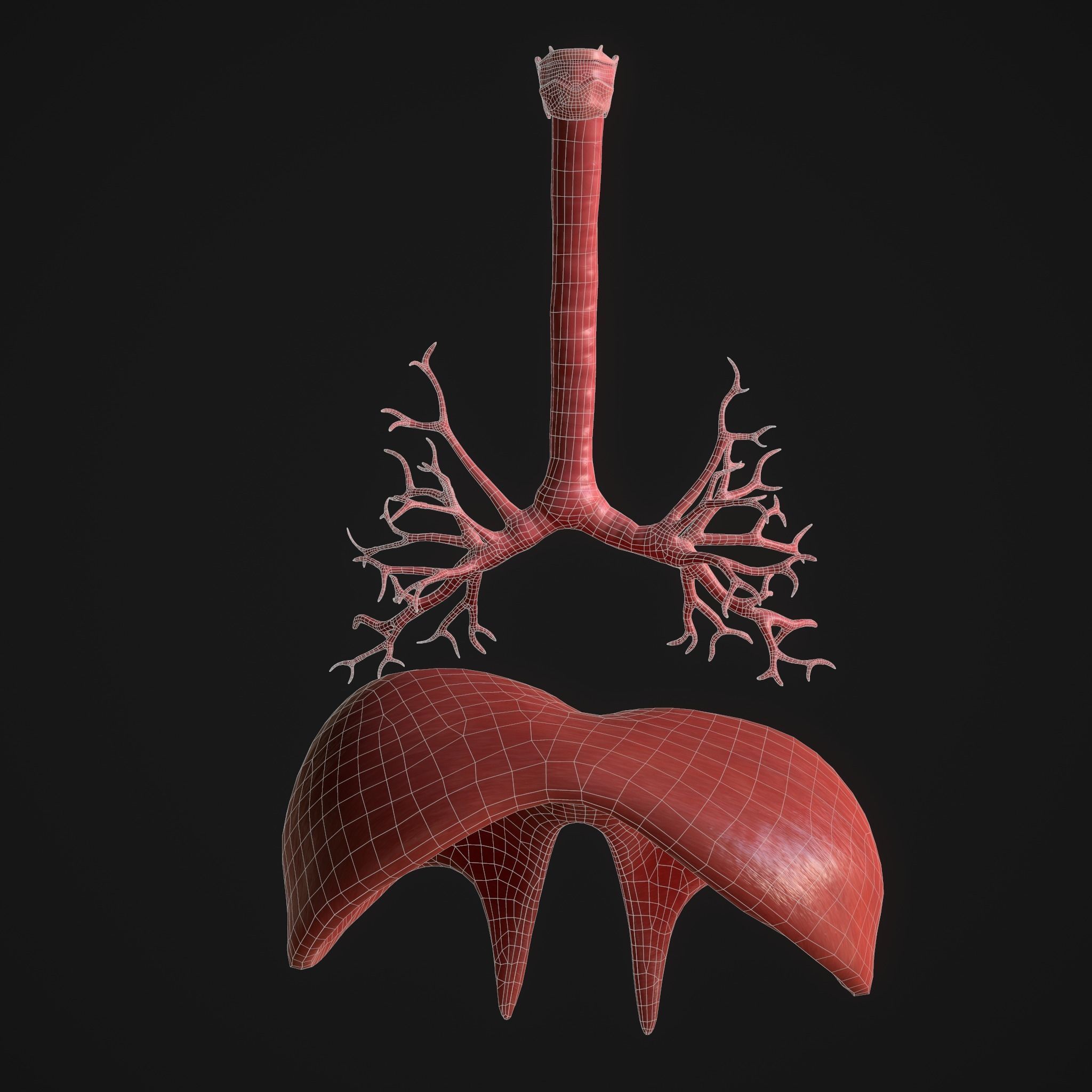 Human Lungs Low-poly 3D model_15