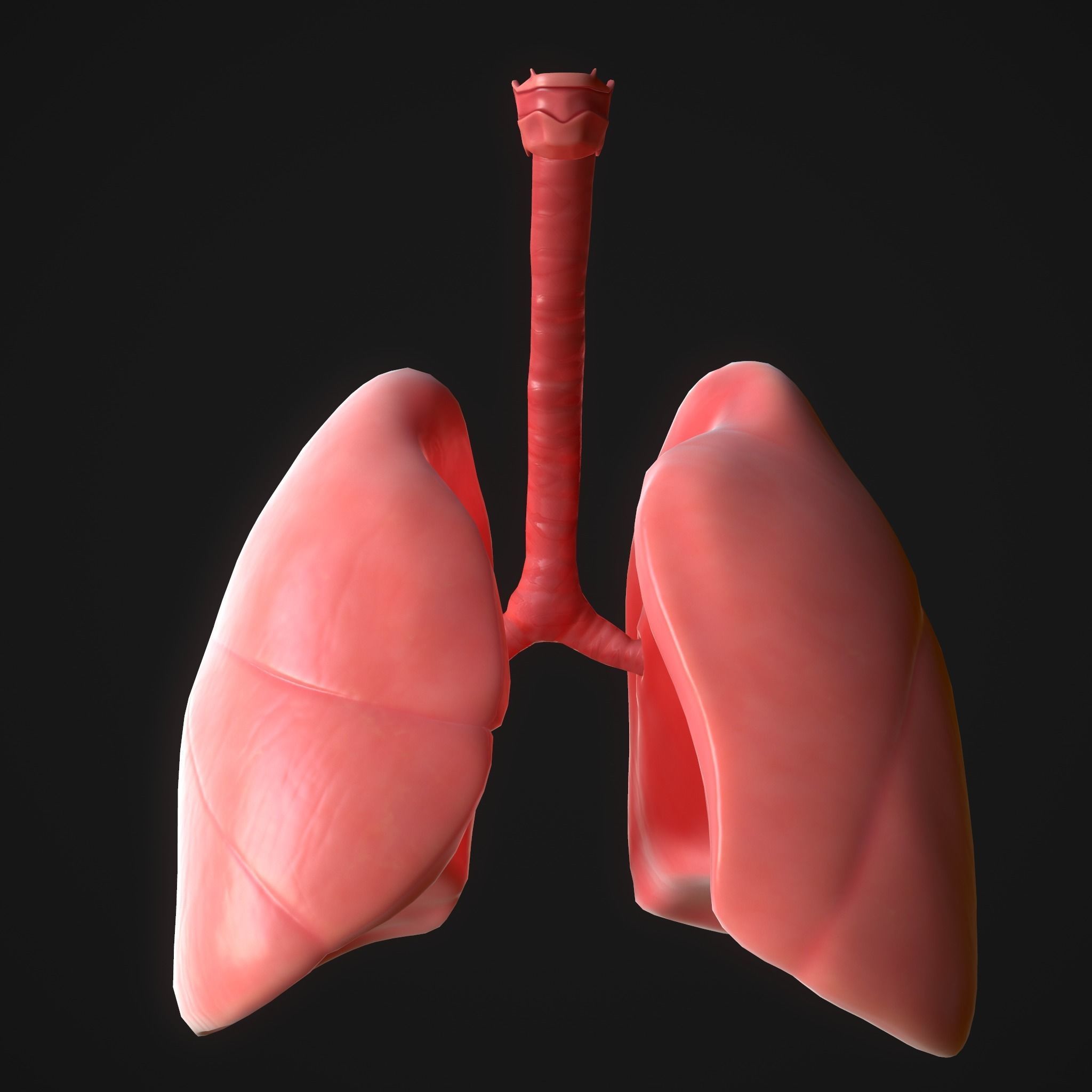 Human Lungs Low-poly 3D model_3