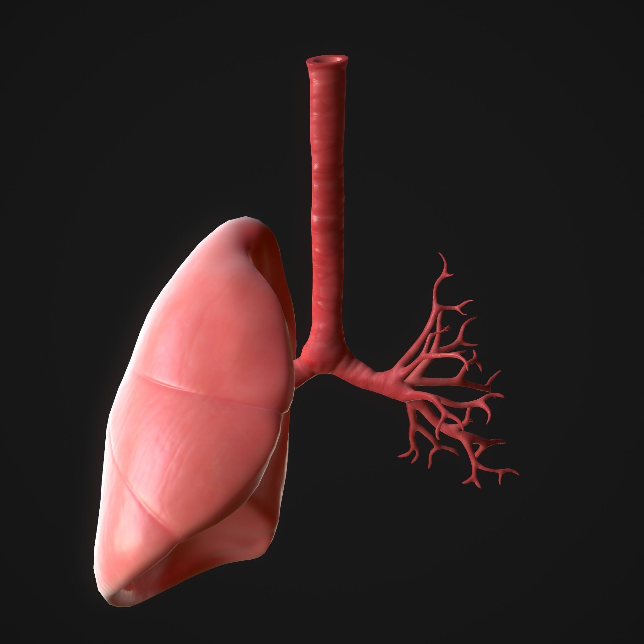 Human Lungs Low-poly 3D model_10