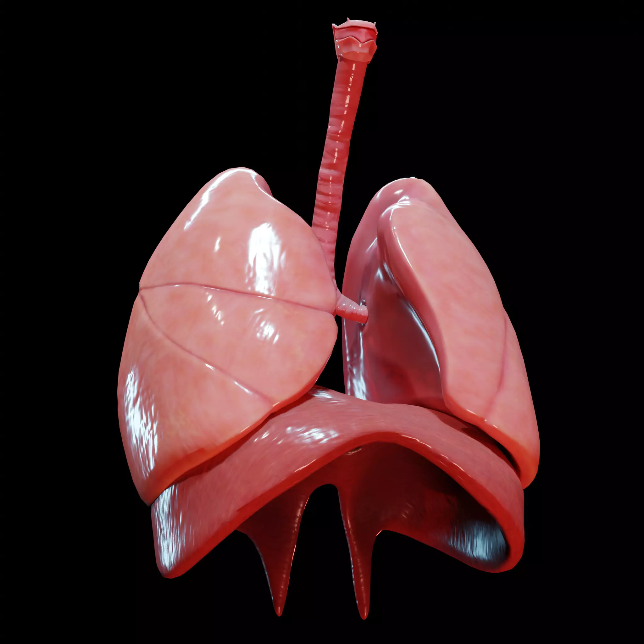 Human Lungs Low-poly 3D model