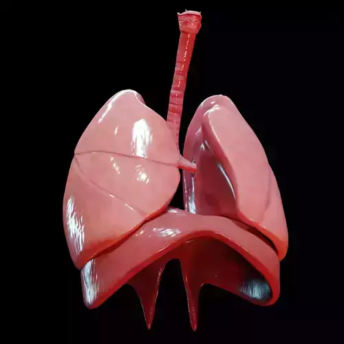 Human Lungs