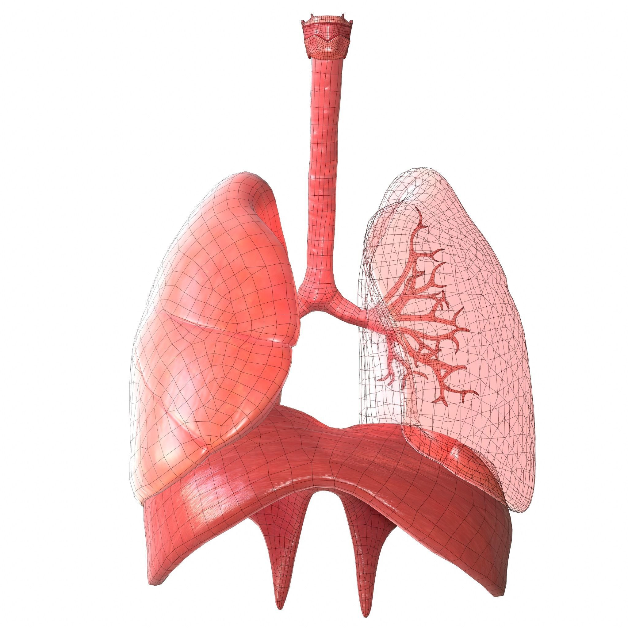 American Lung Association Expands Free Support for Pulmonary Fibrosis