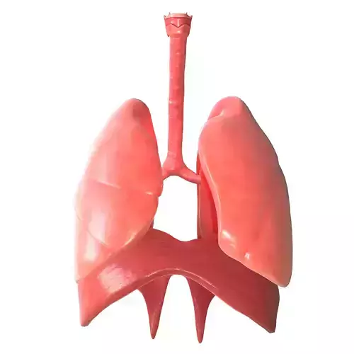 Human Lungs