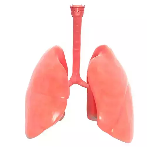Human Lungs Low-poly 3D model