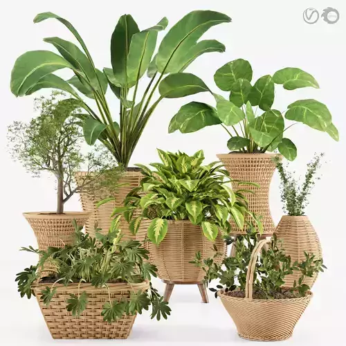 indoor plant collection 001 3D model