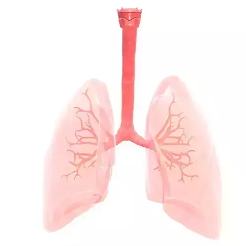 Human Lungs Low-poly 3D model