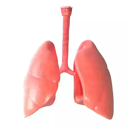 Human Lungs