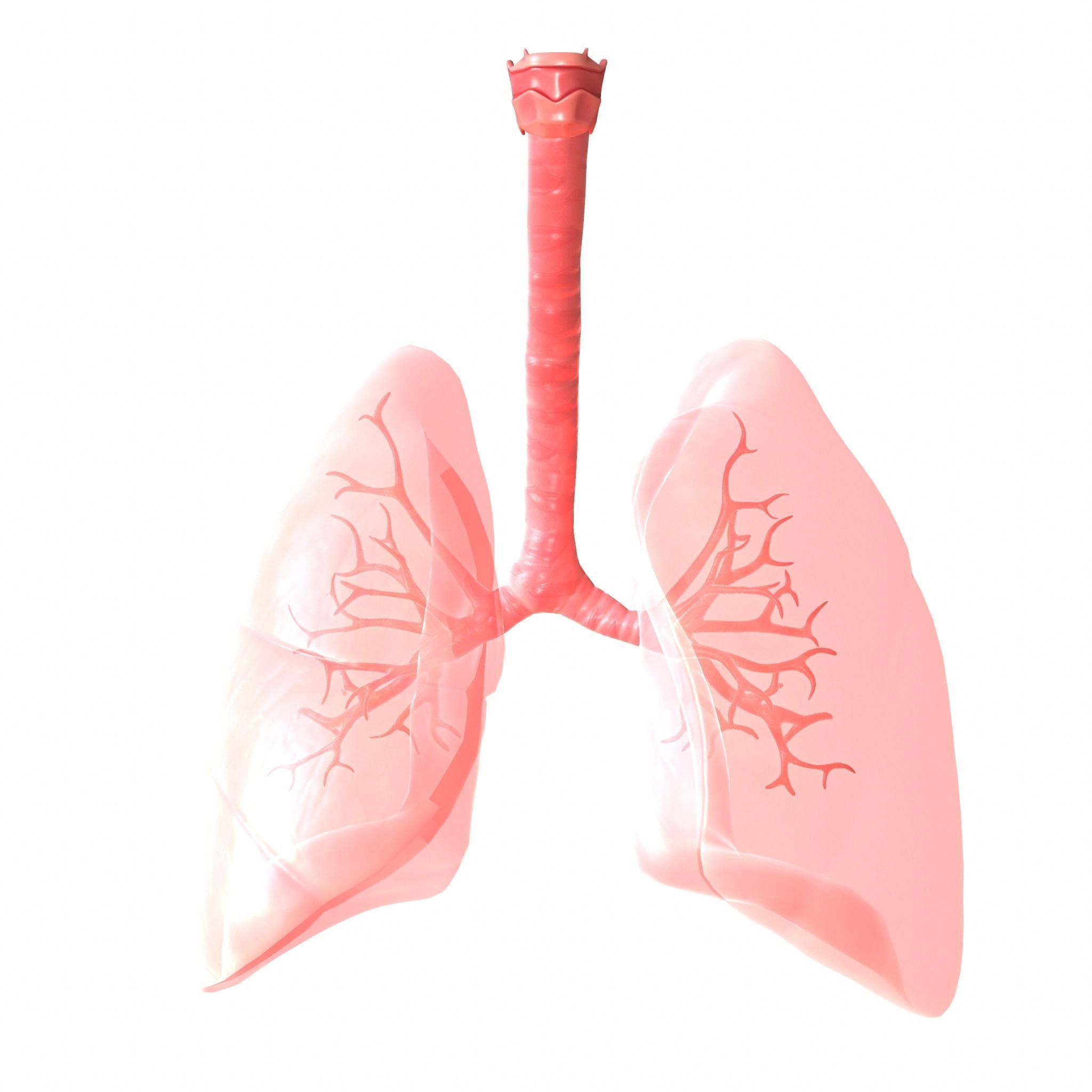 Human Lungs Low-poly 3D model_1