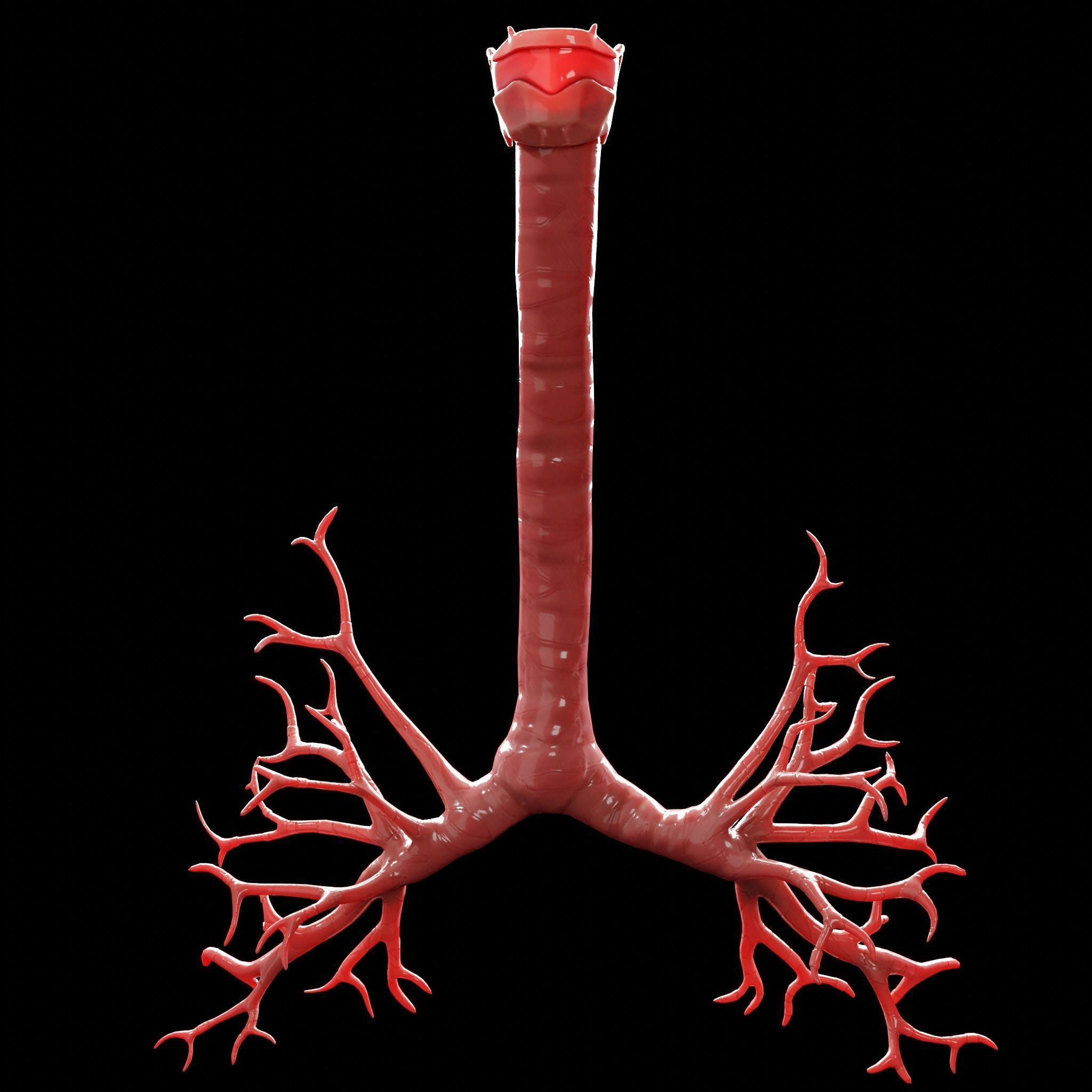 Human Lungs Low-poly 3D model_4