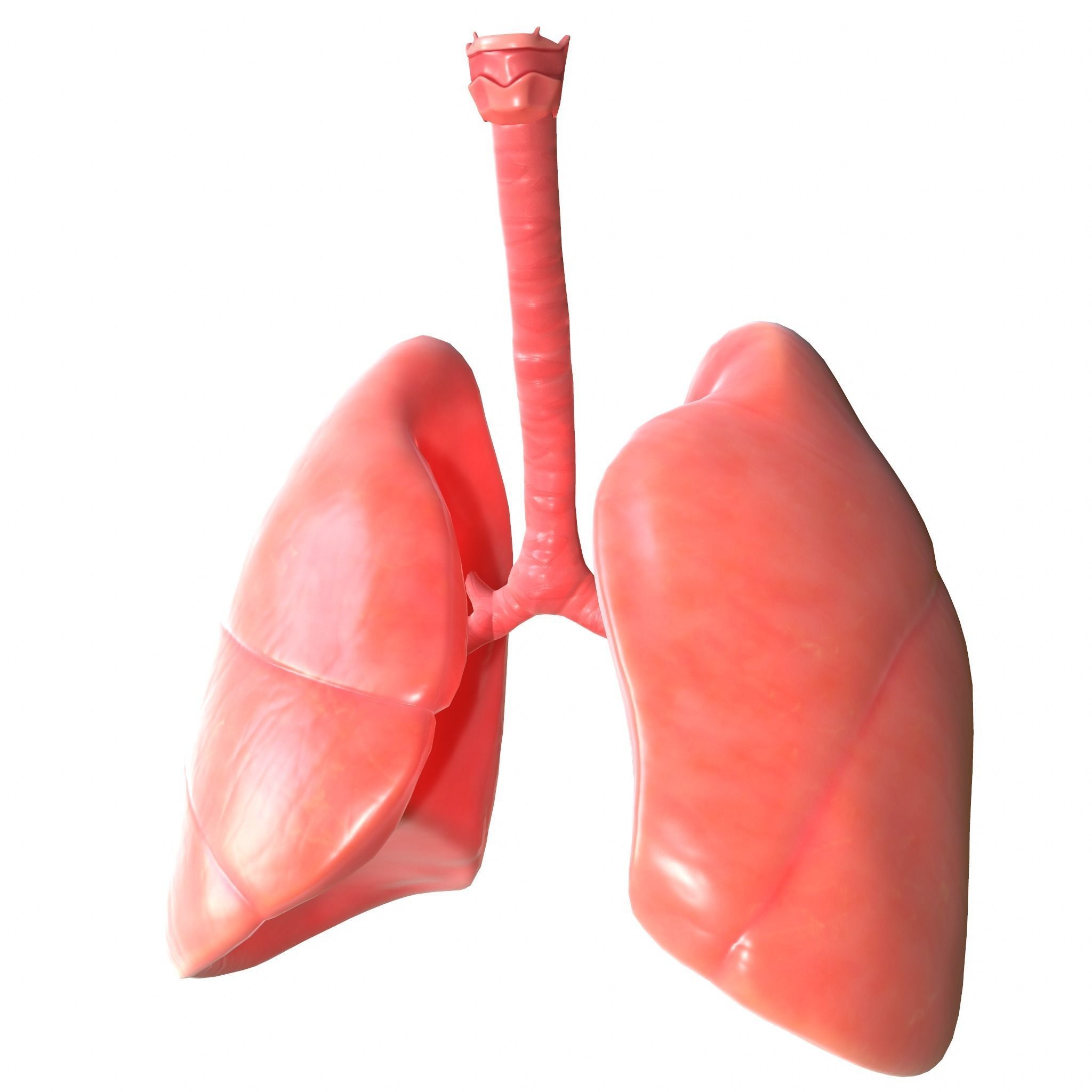 Human Lungs Low-poly 3D model_2