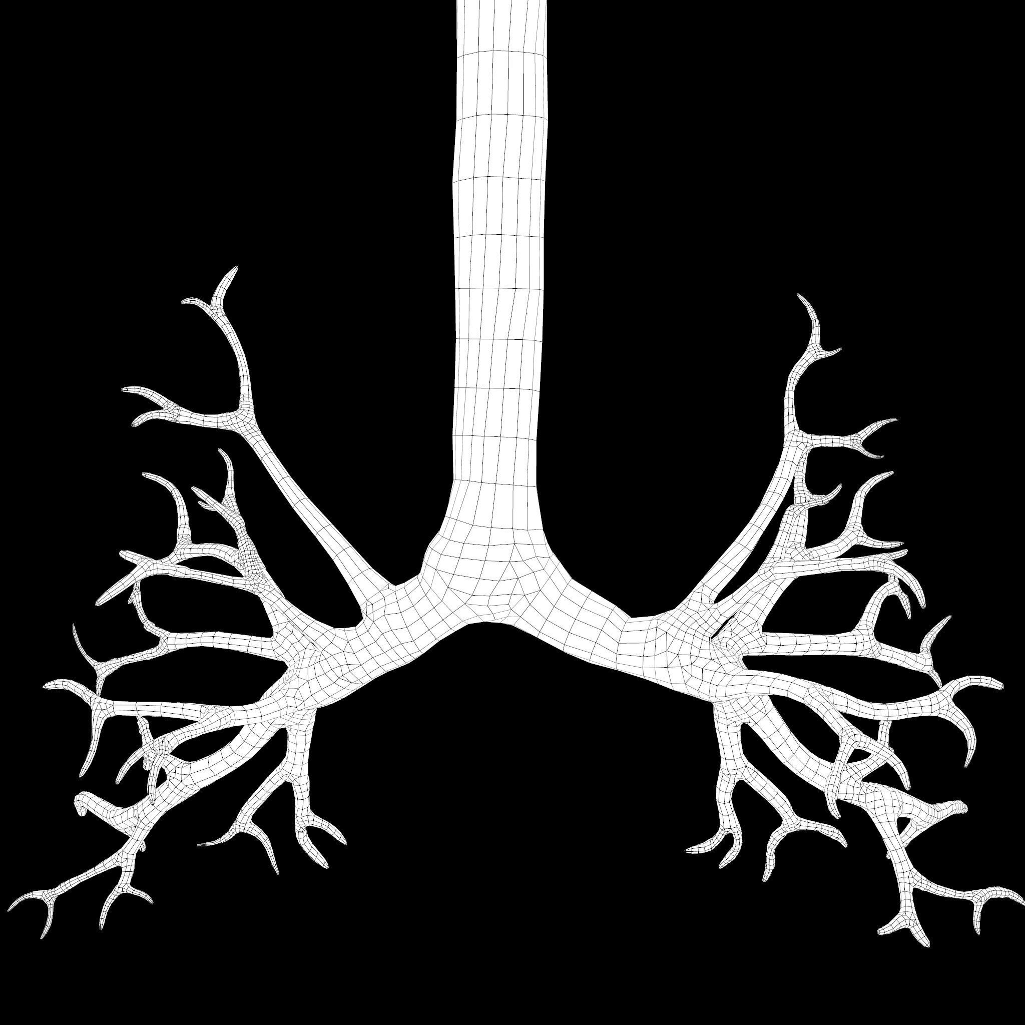 Human Lungs Low-poly 3D model_7