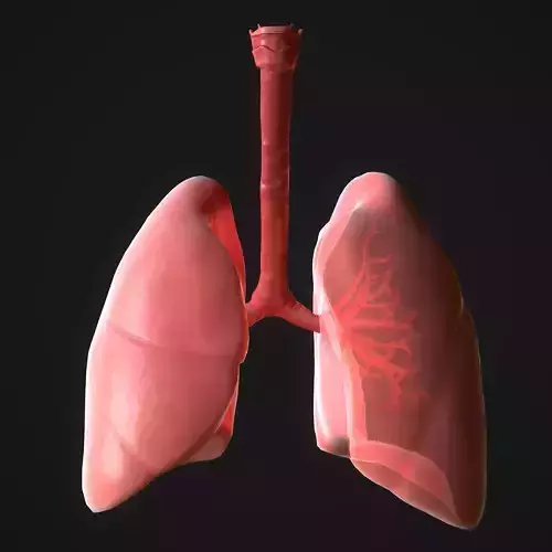 Human Lungs