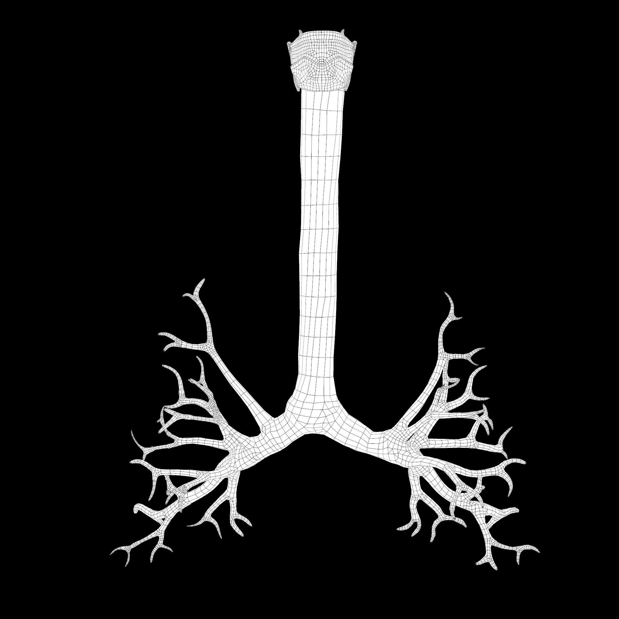 Human Lungs Low-poly 3D model_13