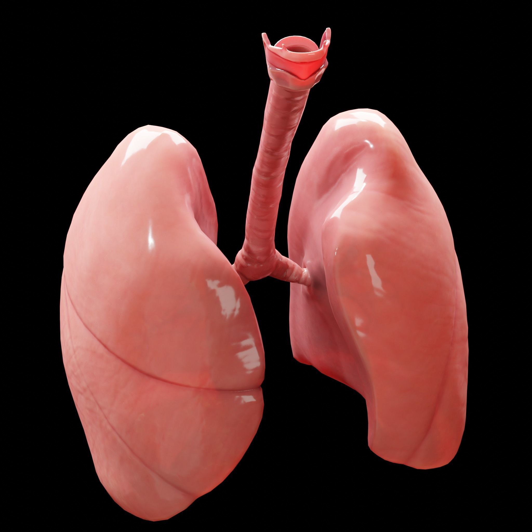 Human Lungs Low-poly 3D model_3