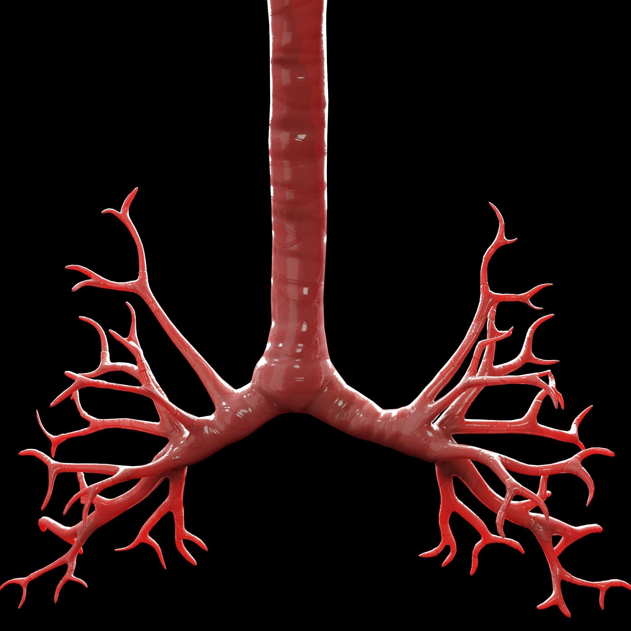 Human Lungs Low-poly 3D model_4