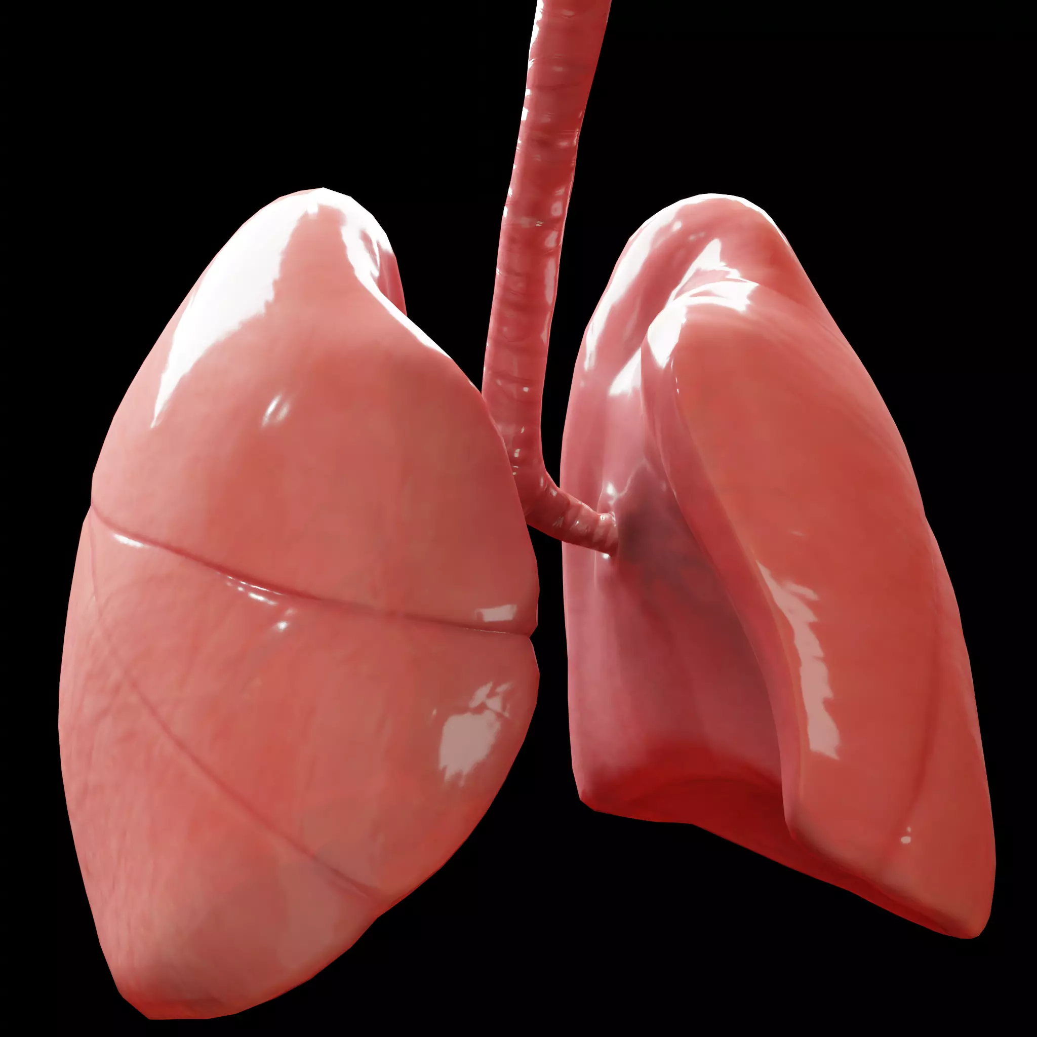 Human Lungs Low-poly 3D model_0
