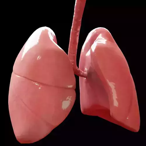 Human Lungs