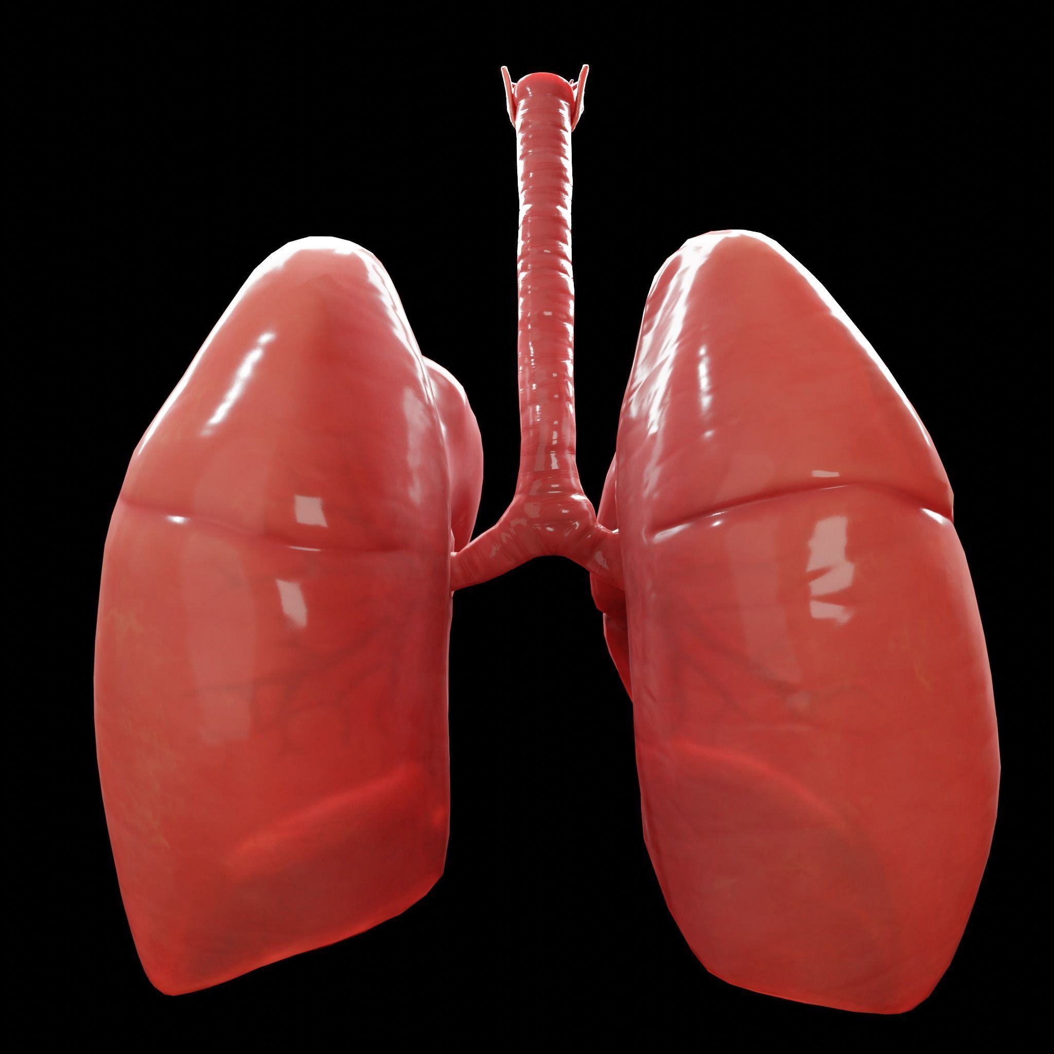 Human Lungs Low-poly 3D model_9