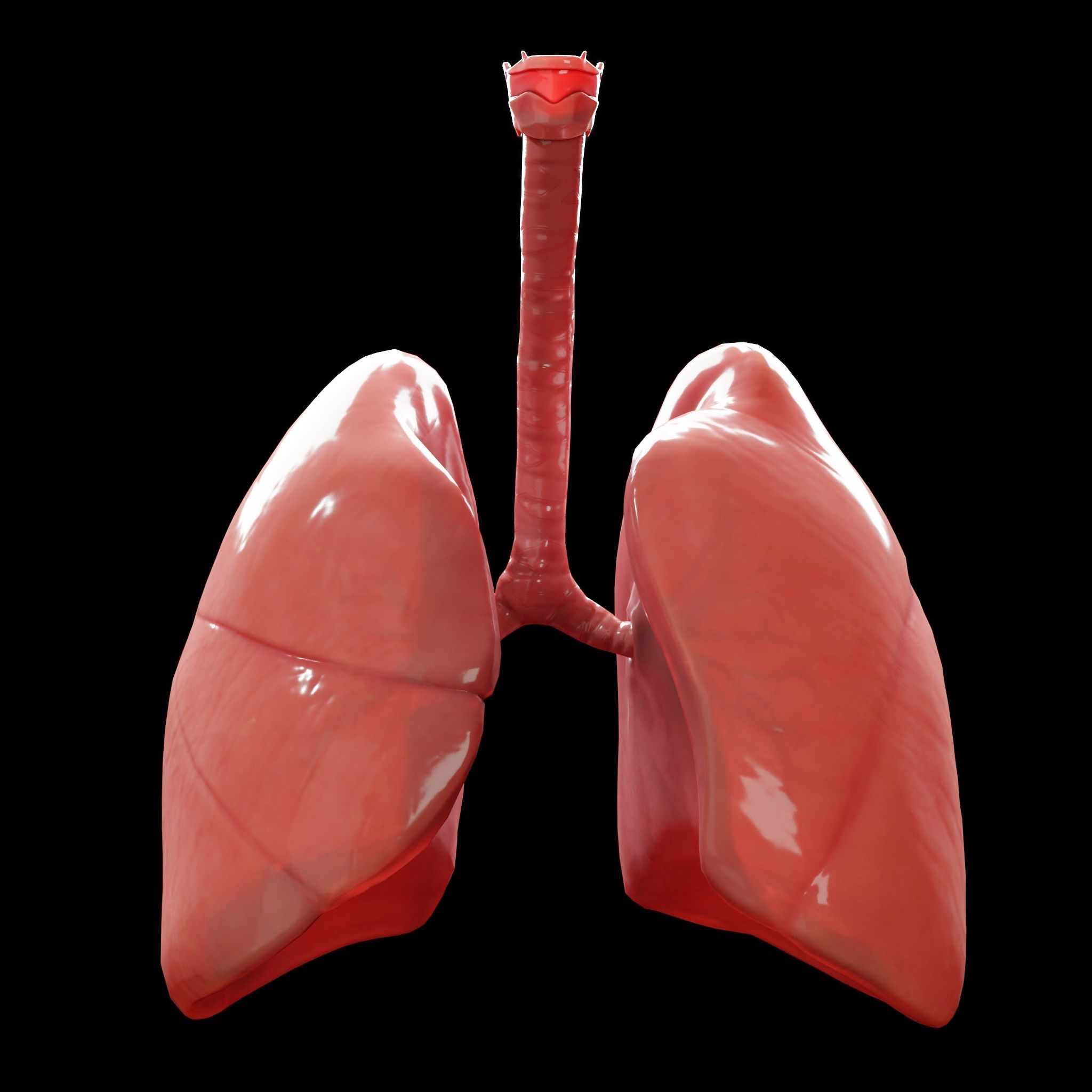 Human Lungs Low-poly 3D model_7