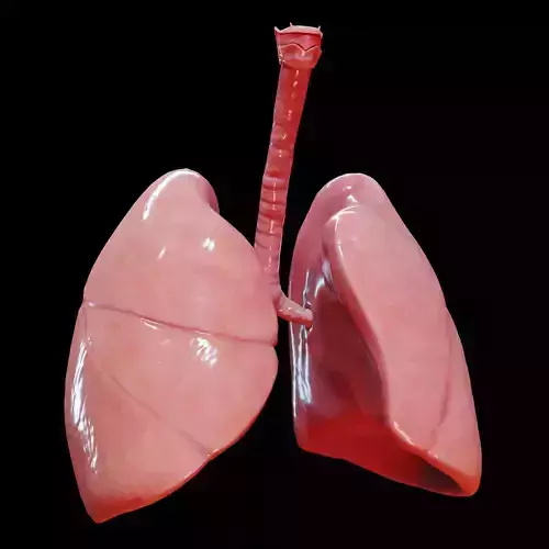 Human Lungs Low-poly 3D model