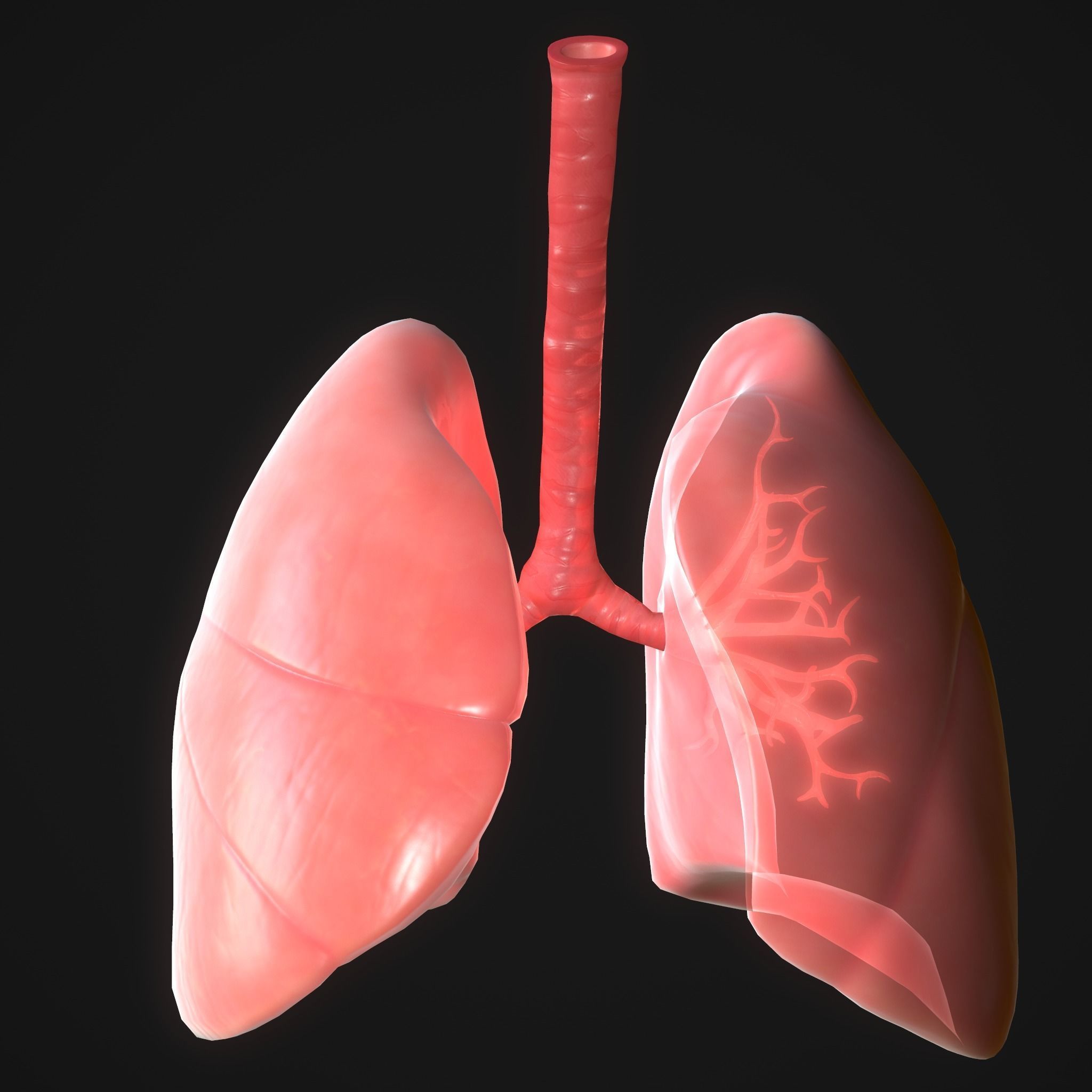 Human Lungs Low-poly 3D model_7
